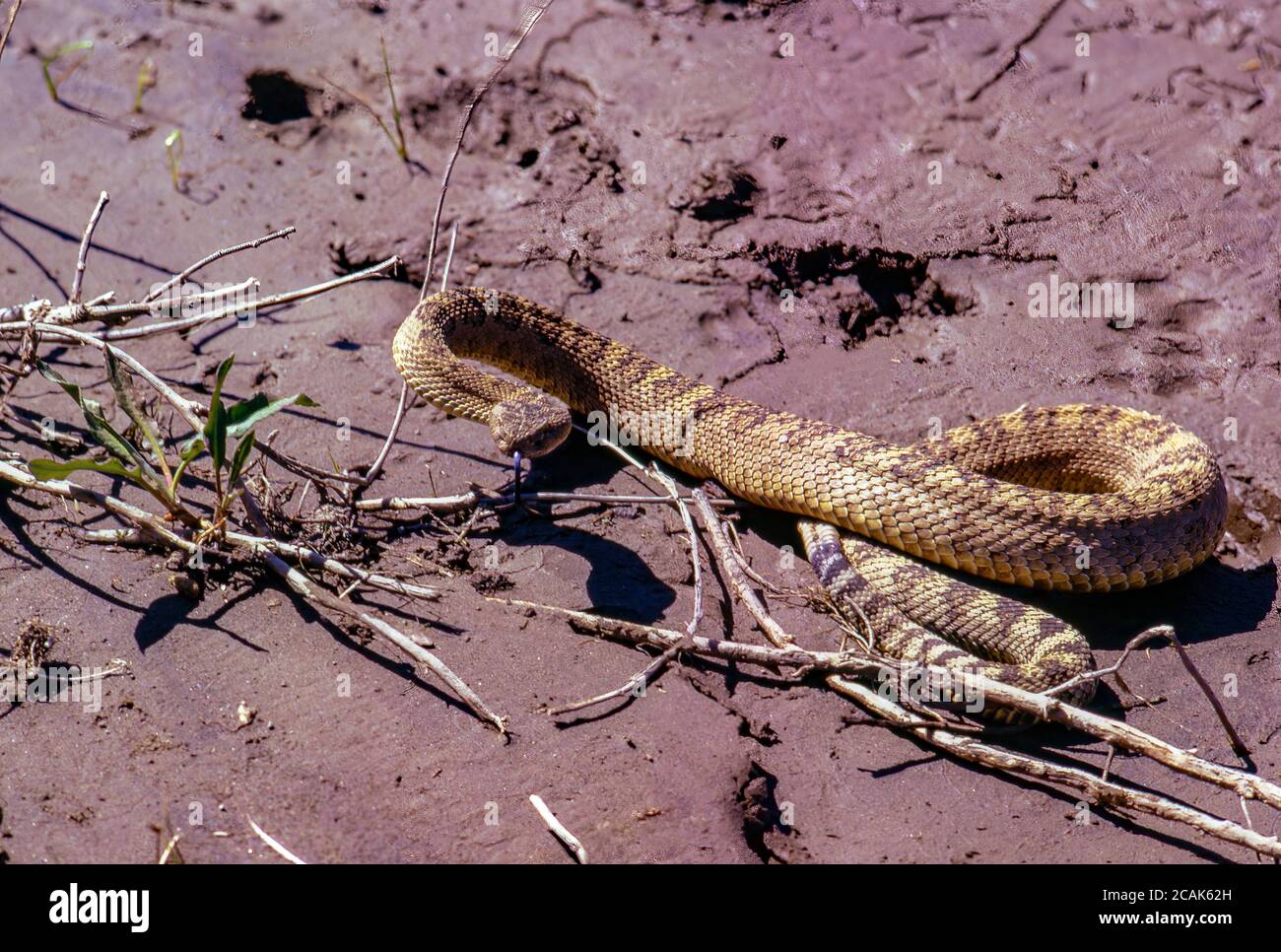 Owyhee River Canyon, SE Oregon, now a Wilderness Area and Wild and Scenic River designation. Prairie rattlesnake, crotalus viridus, common in the canyon country here. Stock Photo