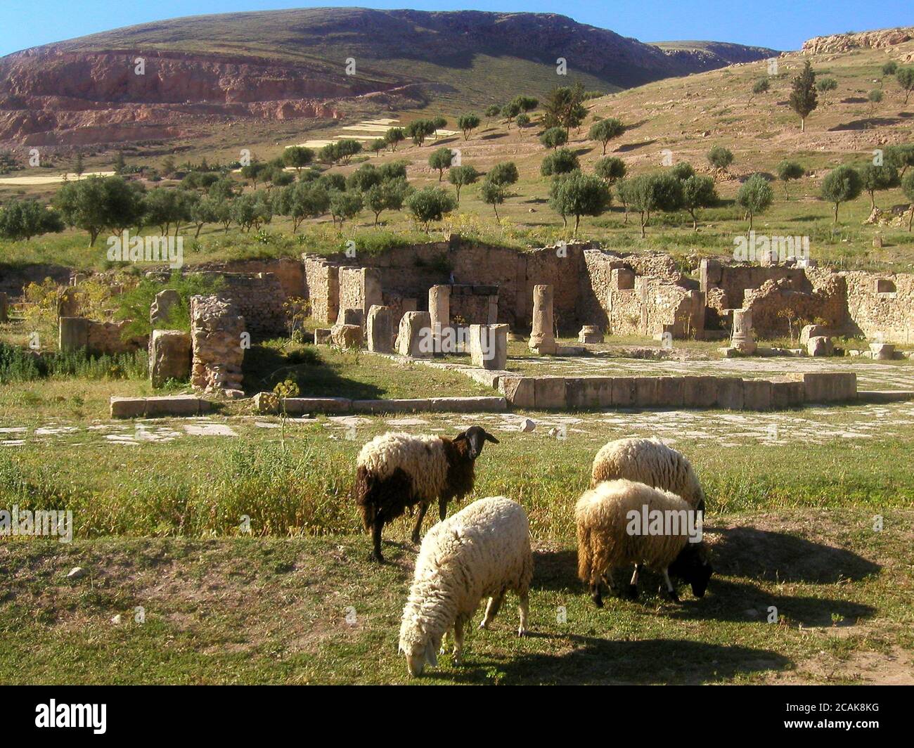 BULLA REGIA, ROMAN RUINS IN NORTHERN TUNISIA Stock Photo - Alamy