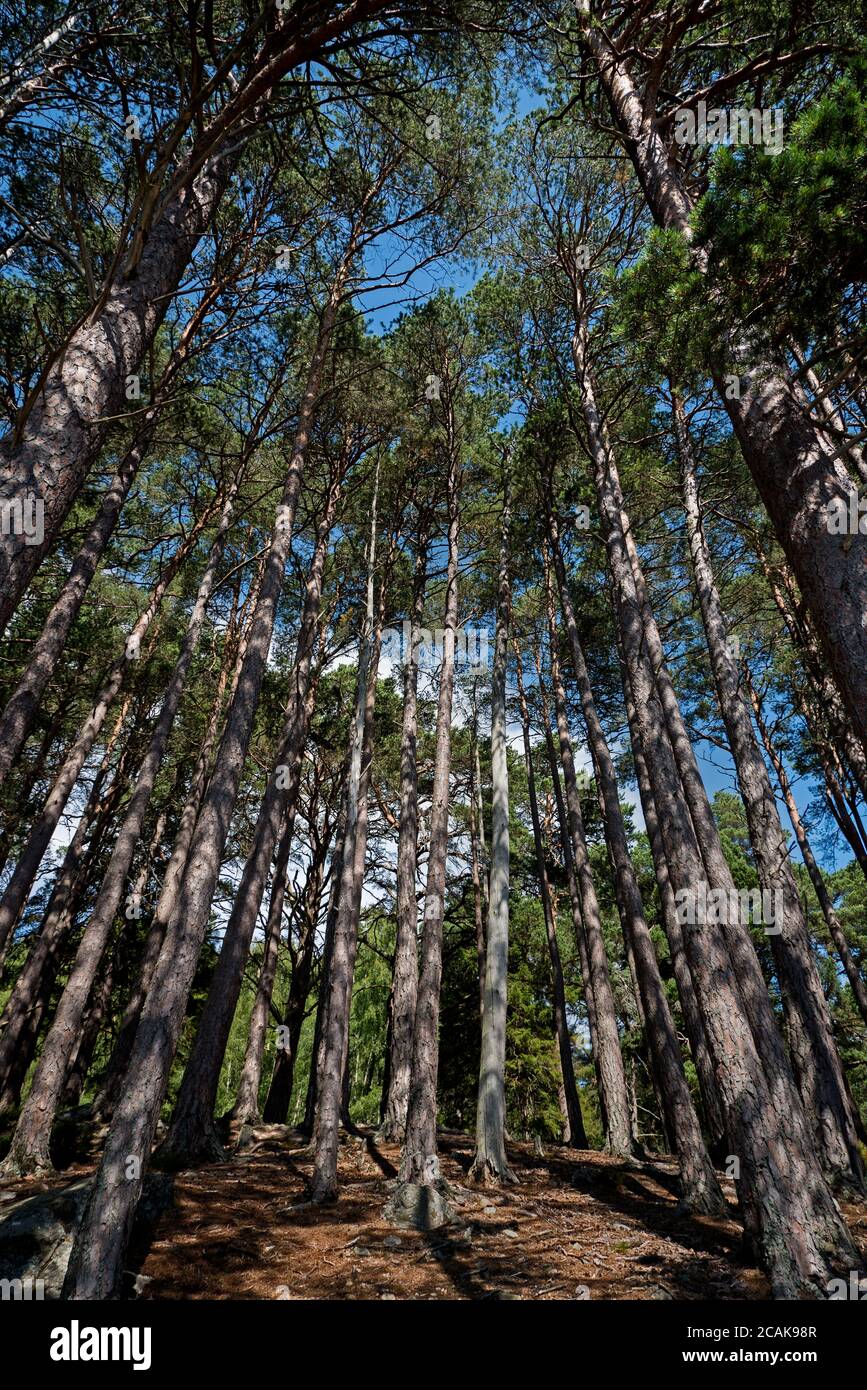 Looking up to the sky through pine trees near Aviemore in the Cairngorms National Park, Scotland, UK. Stock Photo