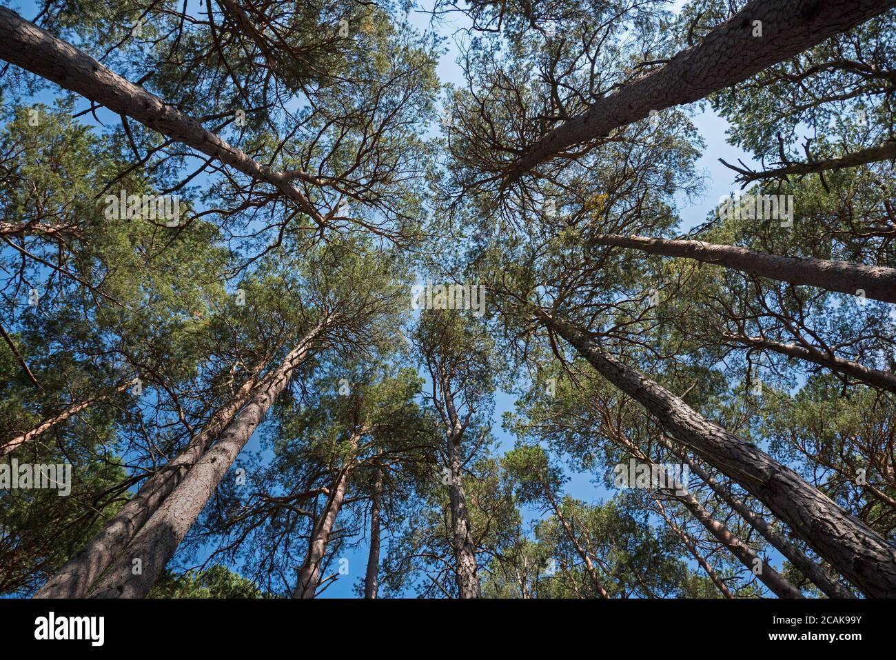Looking up to the sky through pine trees near Aviemore in the Cairngorms National Park, Scotland, UK. Stock Photo