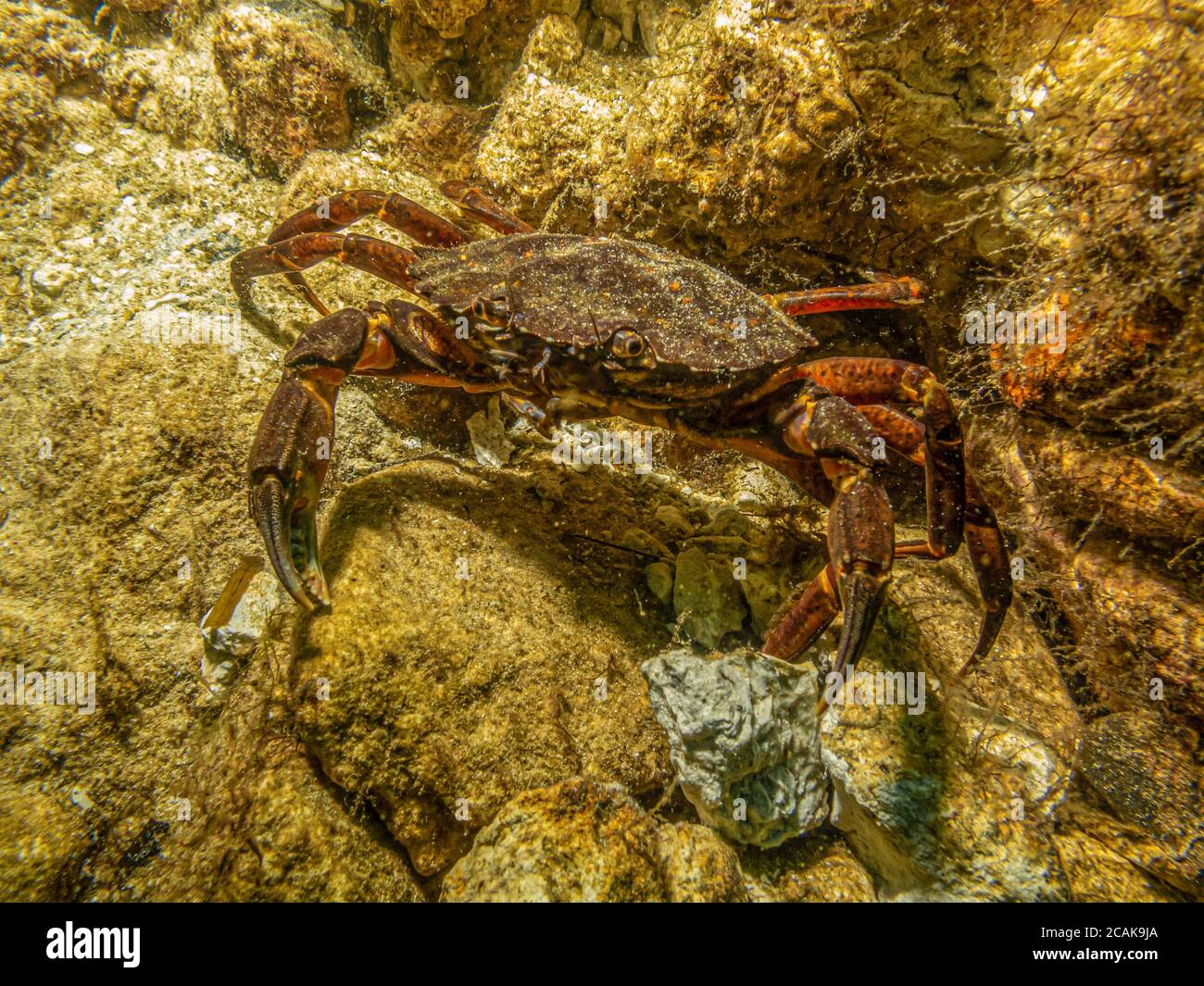 A closeup underwater picture of a crab taking shelter among stones and seaweed. Picture from Oresund, Malmo in southern Sweden. Stock Photo
