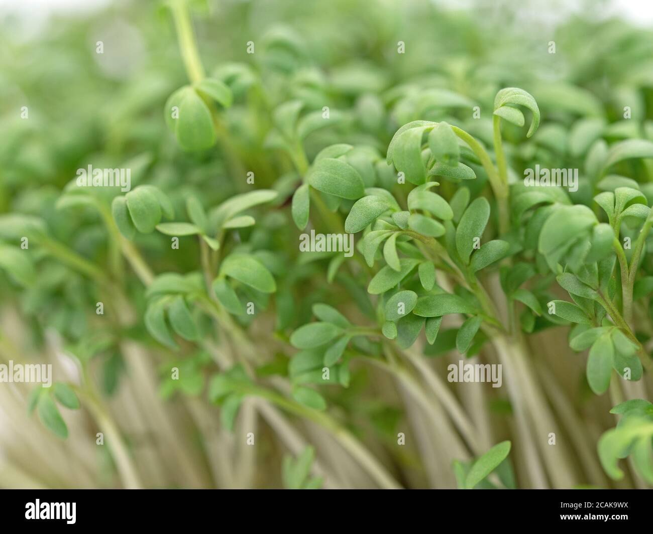 Garden cress, Lepidium sativum, close-up Stock Photo