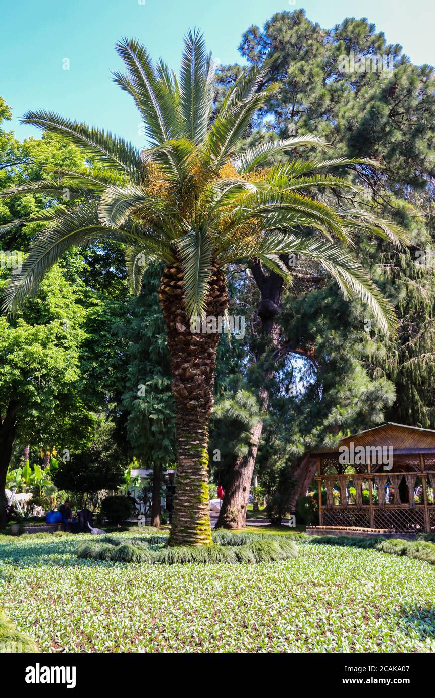 Beautiful date palm tree in Batumi boulevard, Stock Photo Alamy