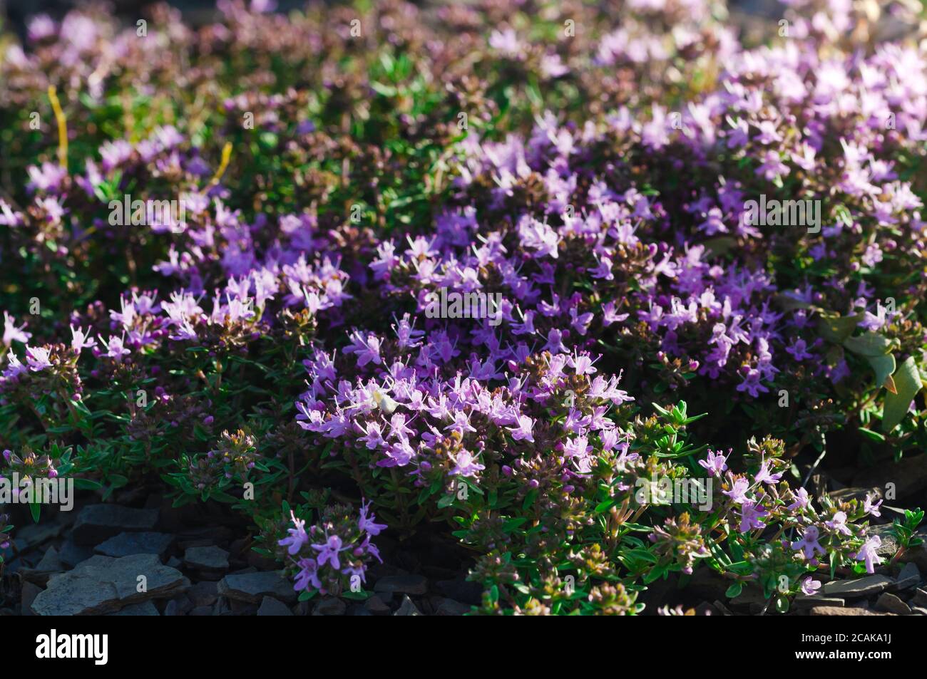 Close-up of wild Thymus serpyllum. Medicinal herb. Pink flowers of thyme grow on the rocks Stock Photo