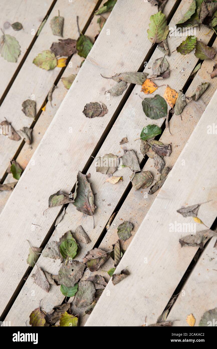 Autumn foliage, fall, season concept.Fallen dry withered leaves lie on bright wooden steps, top view. Wooden stairs with colorful fallen leaves, close Stock Photo