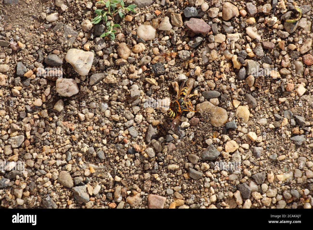 Polistes dominula - in Prague, one European paper wasp is seen viciously and brutally attacking another European paper wasp, one wasp is hurt badly. Stock Photo
