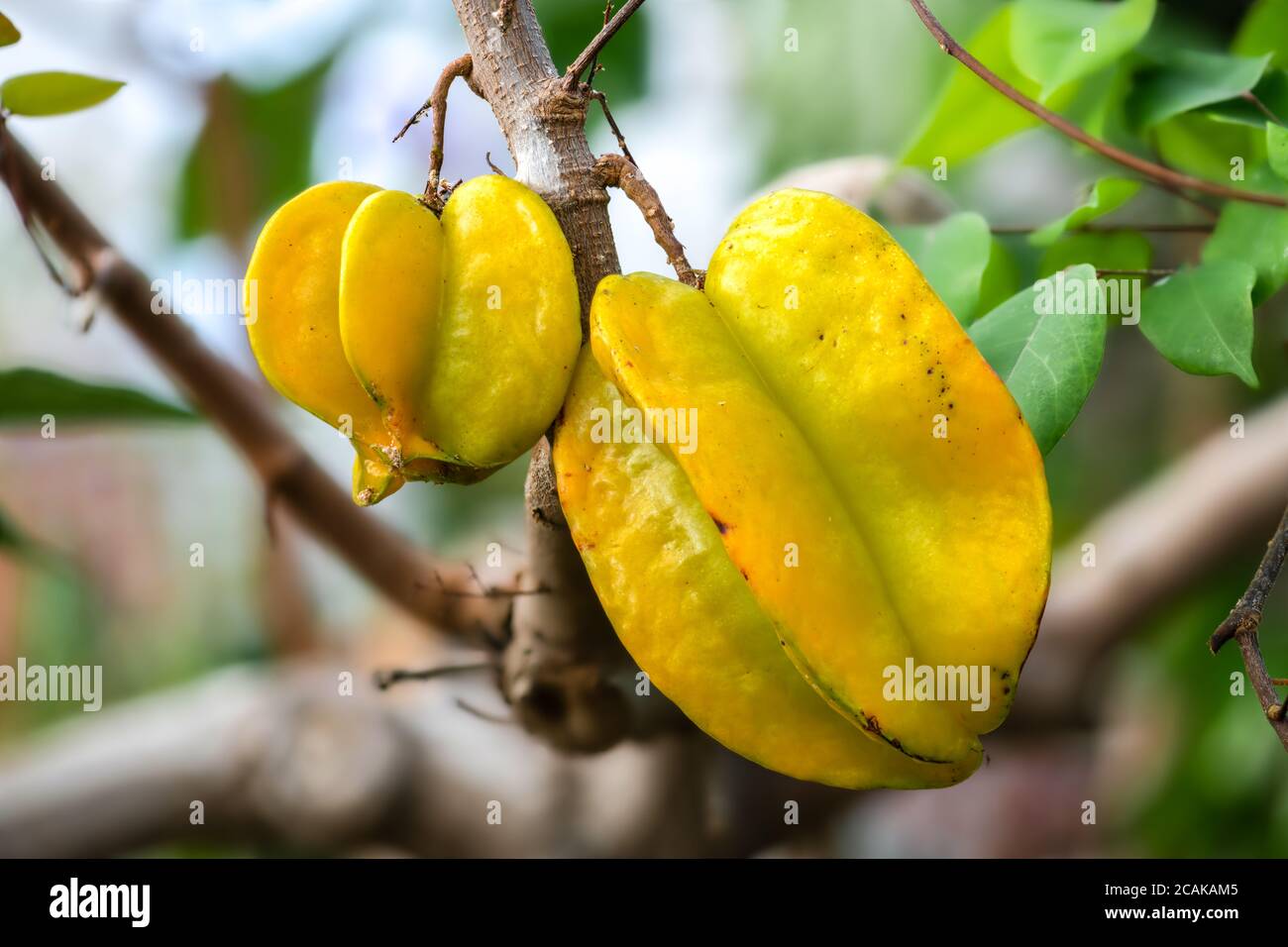 Star fruit tree hi-res stock photography and images - Alamy