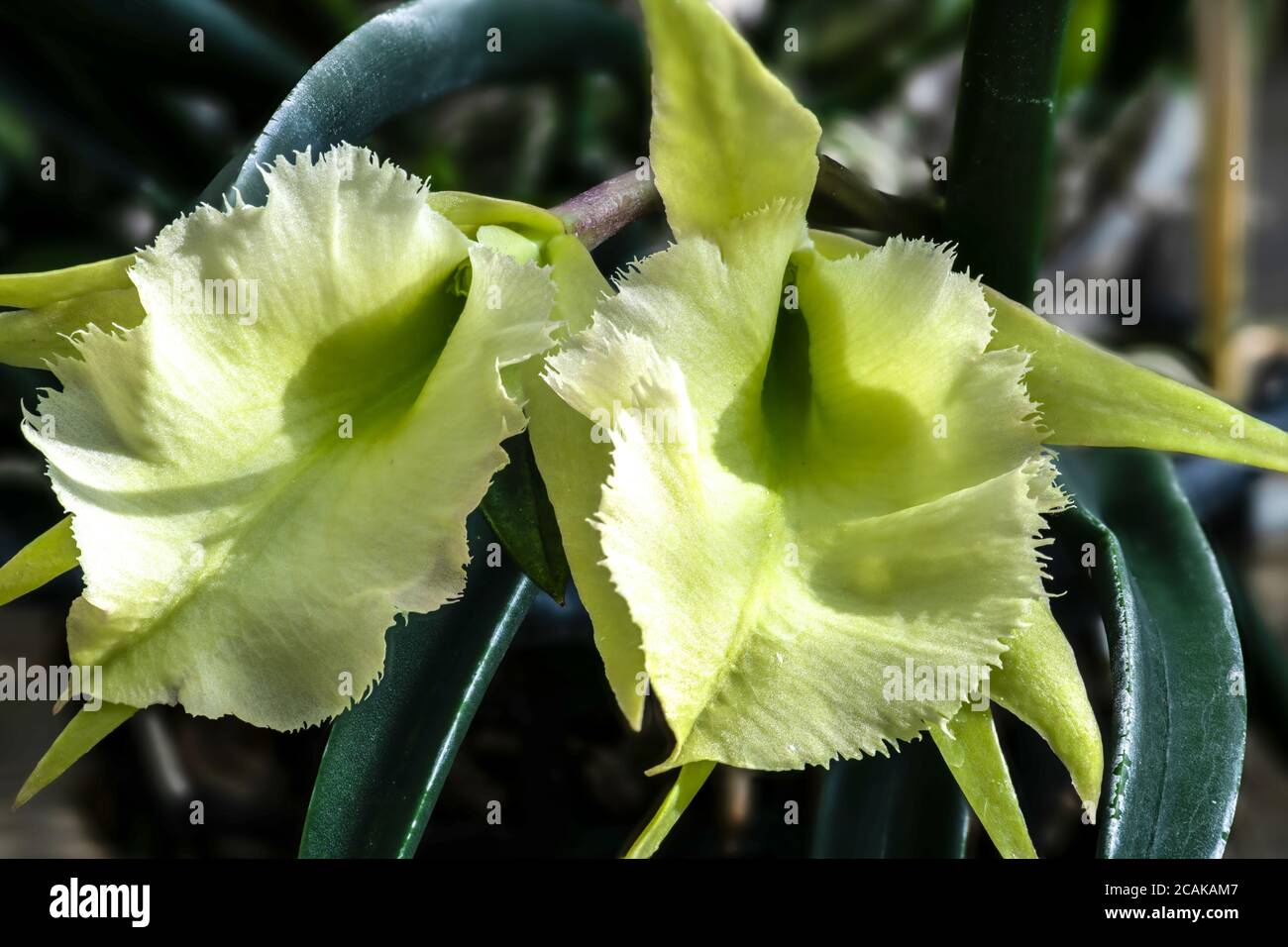 Jimminey Cricket Orchid (Brassavola nodosa x Rhyncholaelia digbyana Hybrid) Stock Photo