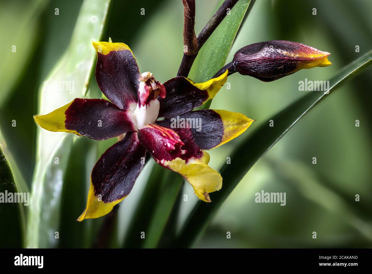 Orchid, Colmanara Wildcat 'Rainbow' (Odontoglossum Rustic Bridge and Oncidium Crowborough hybrid) Stock Photo