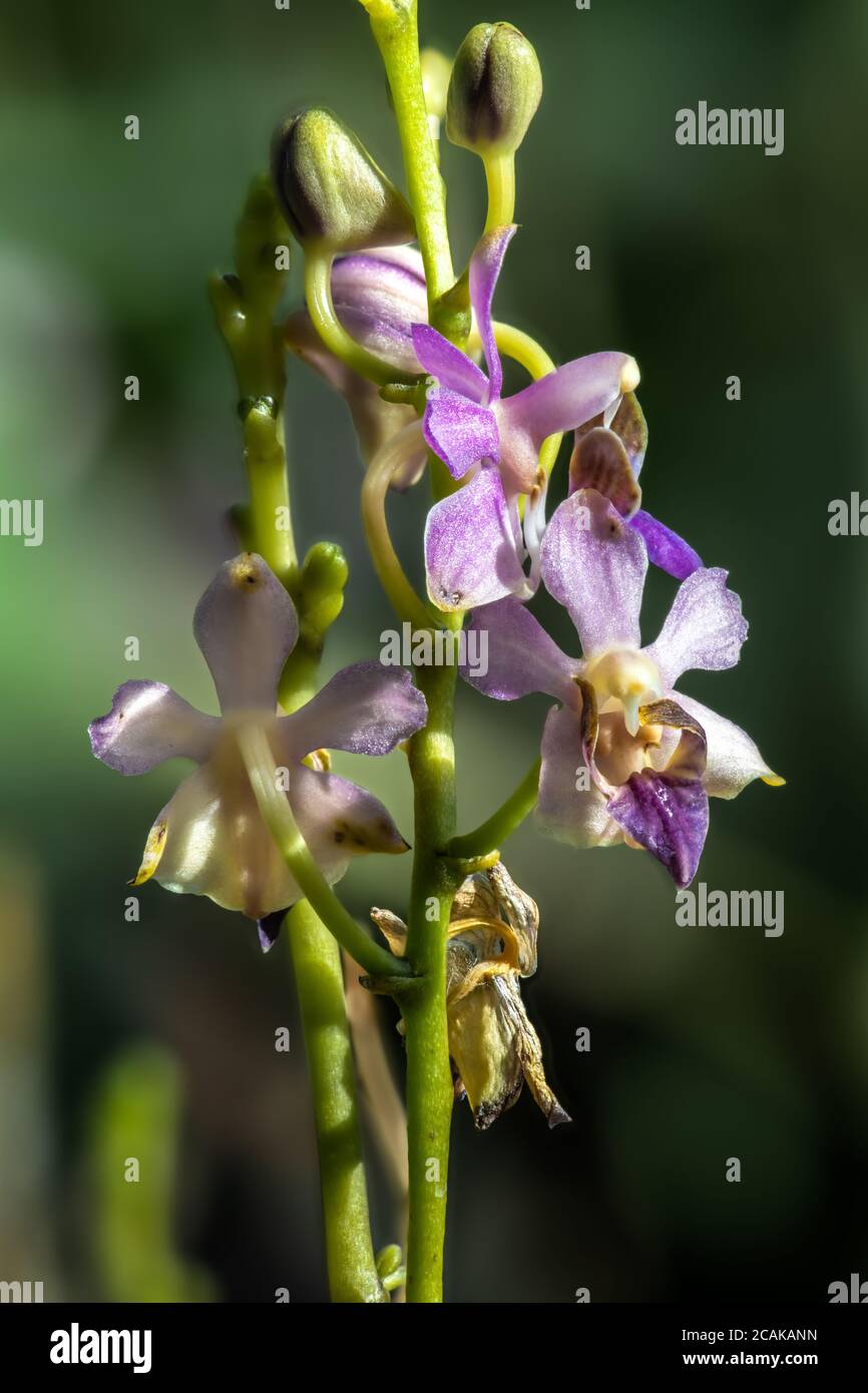 Doritis Orchid (Doritis pulcherrima var. coerulea) Stock Photo