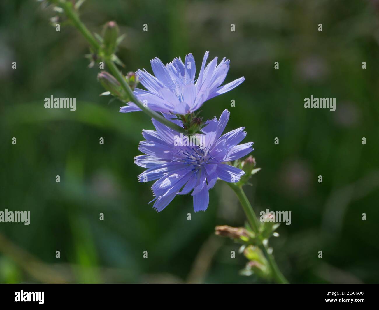 blooming chicory flowers close-up, herbal medicative plant Stock Photo