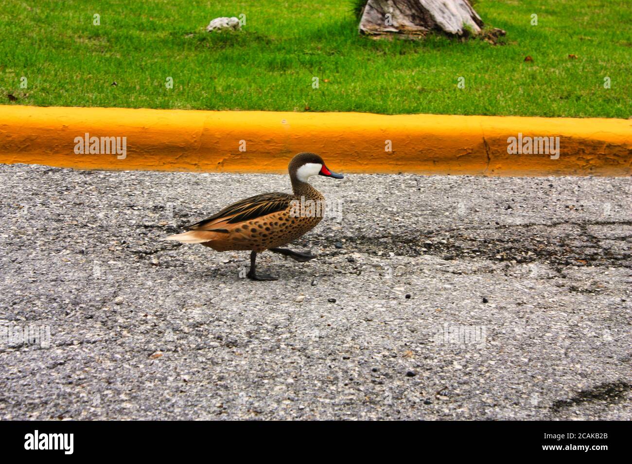 a little marching duck on the street Stock Photo