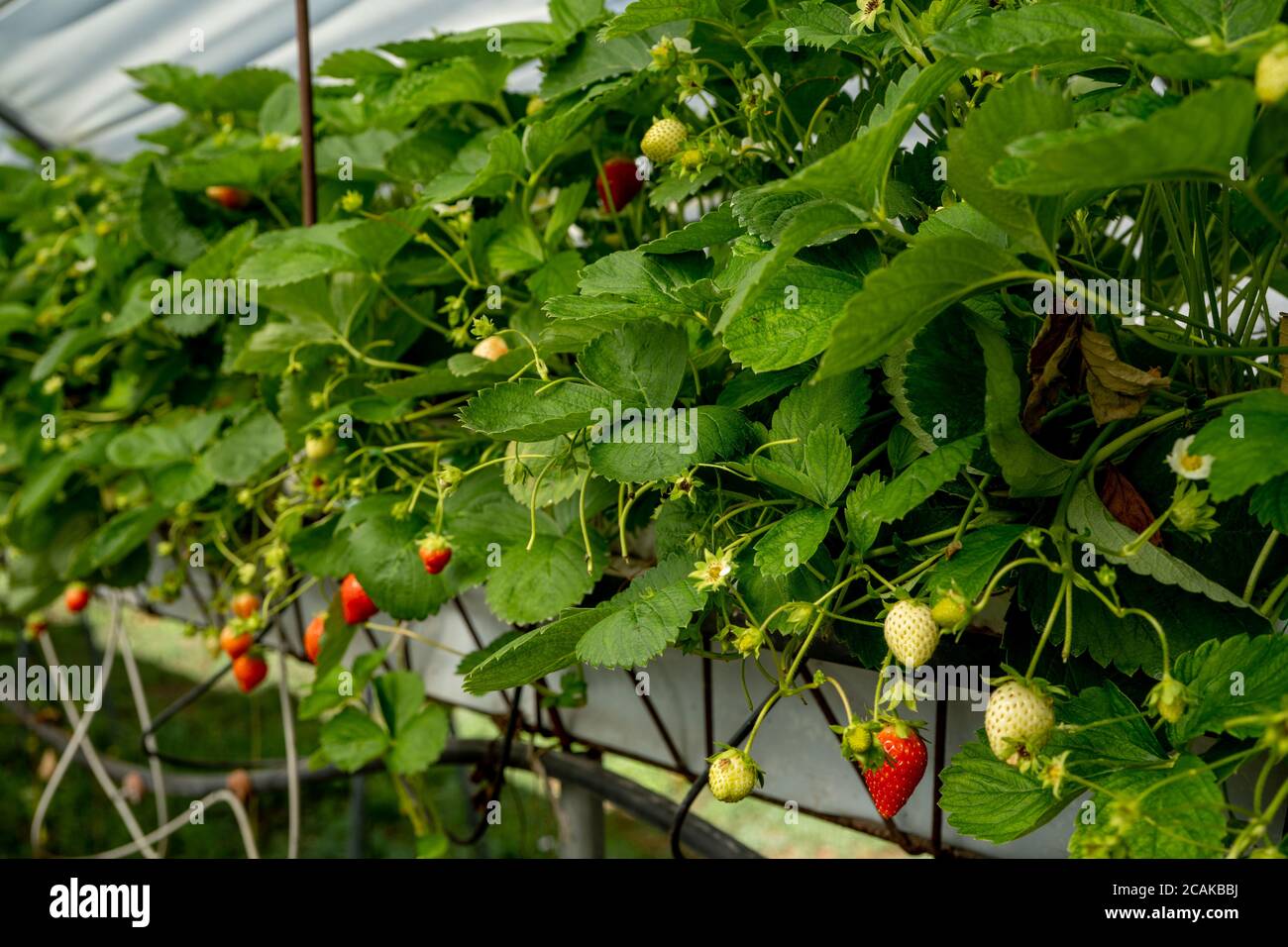 Grown commercially and for food hires stock photography and images Alamy