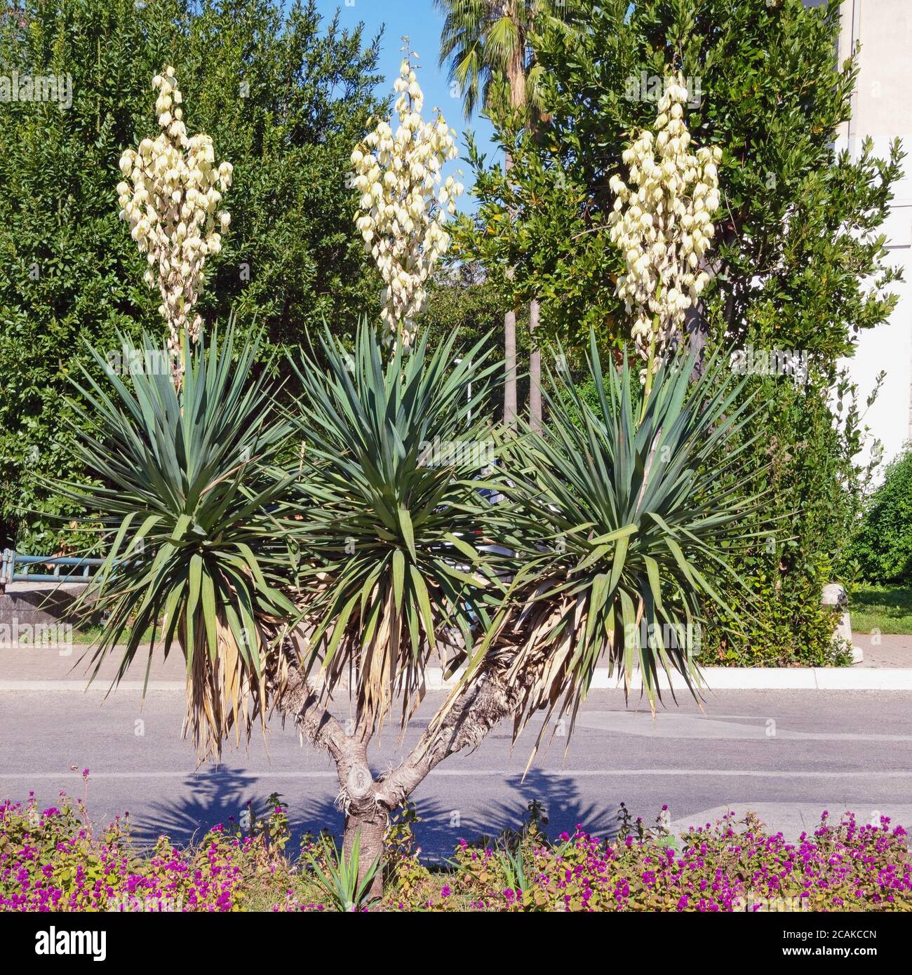 Beautiful decorative evergreen shrub of Yucca ( Yucca filamentosa )  with white flowers. Montenegro, street of Kotor city Stock Photo