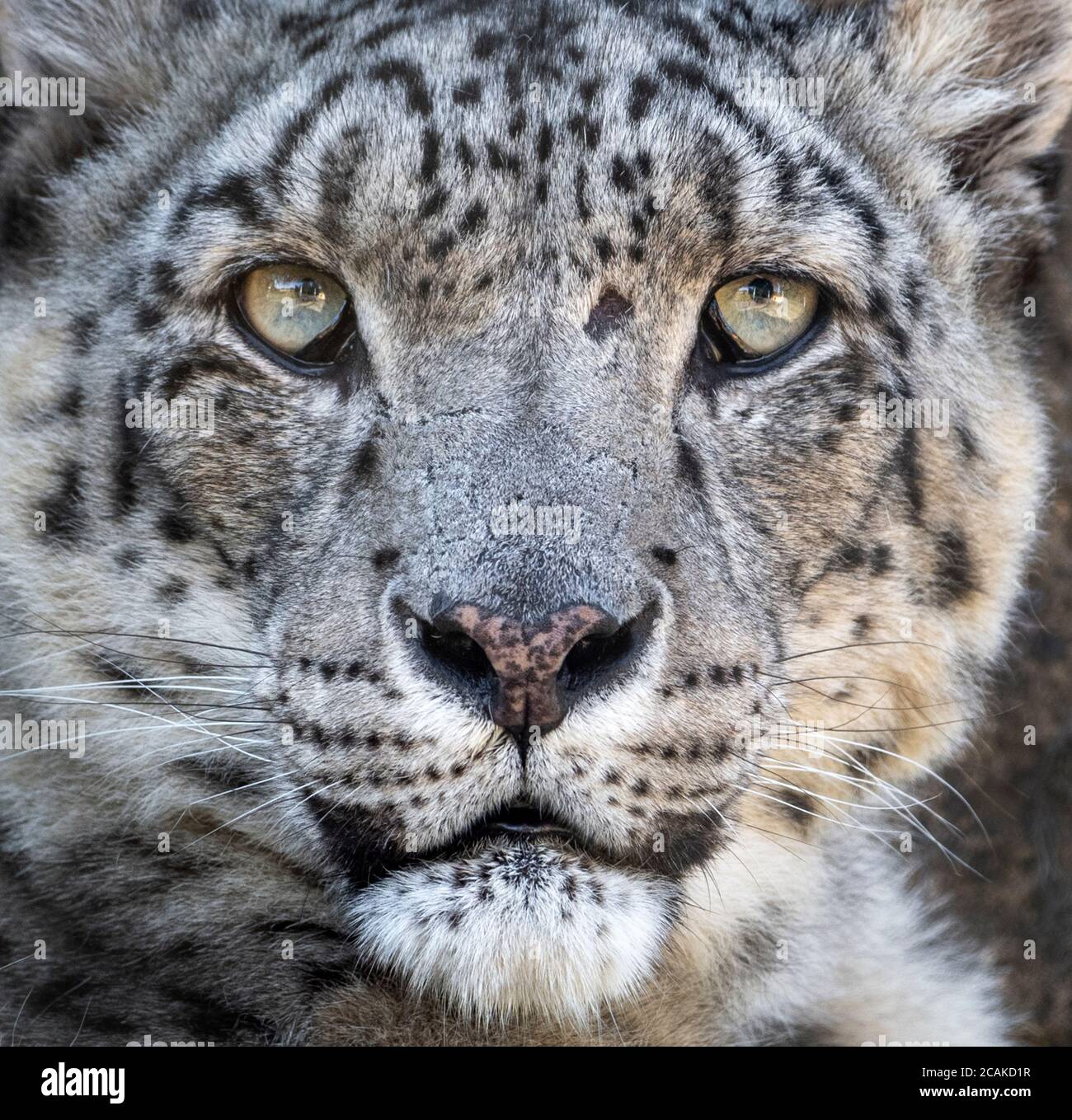 Snow leopard looking into camera Stock Photo Alamy