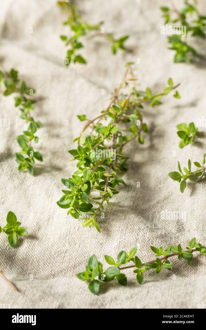 Raw Green Organic Thyme Herb in a Bunch Stock Photo
