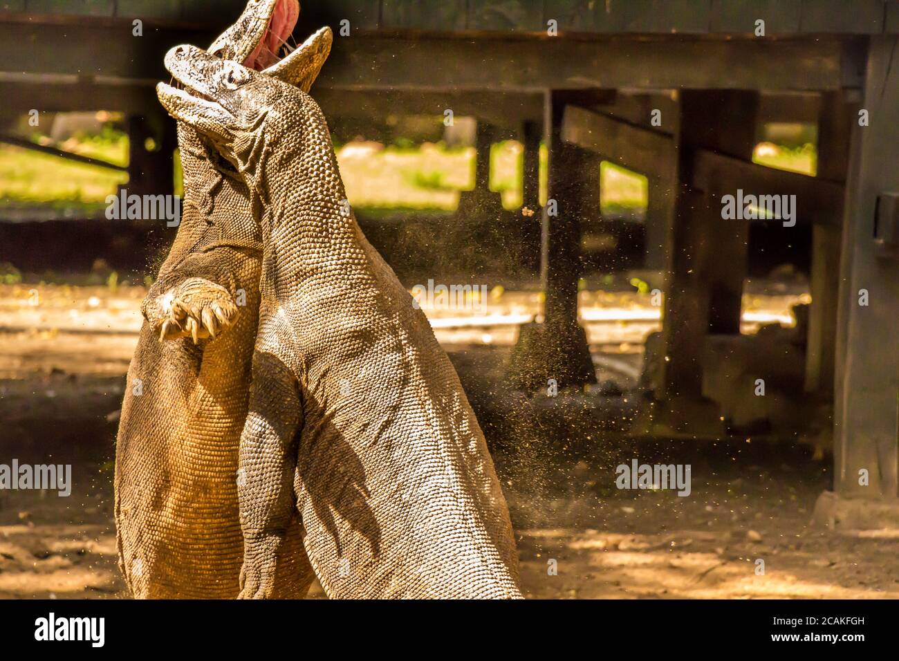 Two Komodo dragons fighting at a village on Rinca Island, Komodo National Park, Flores, Indonesia Stock Photo