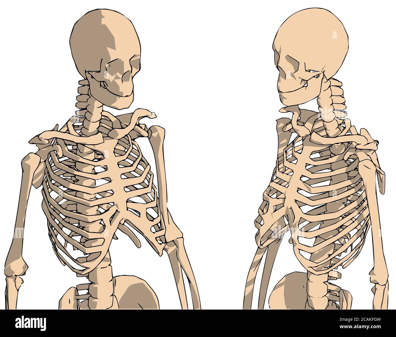 hand drawn human skeleton drawing, human skeleton system with back lines Stock Photo