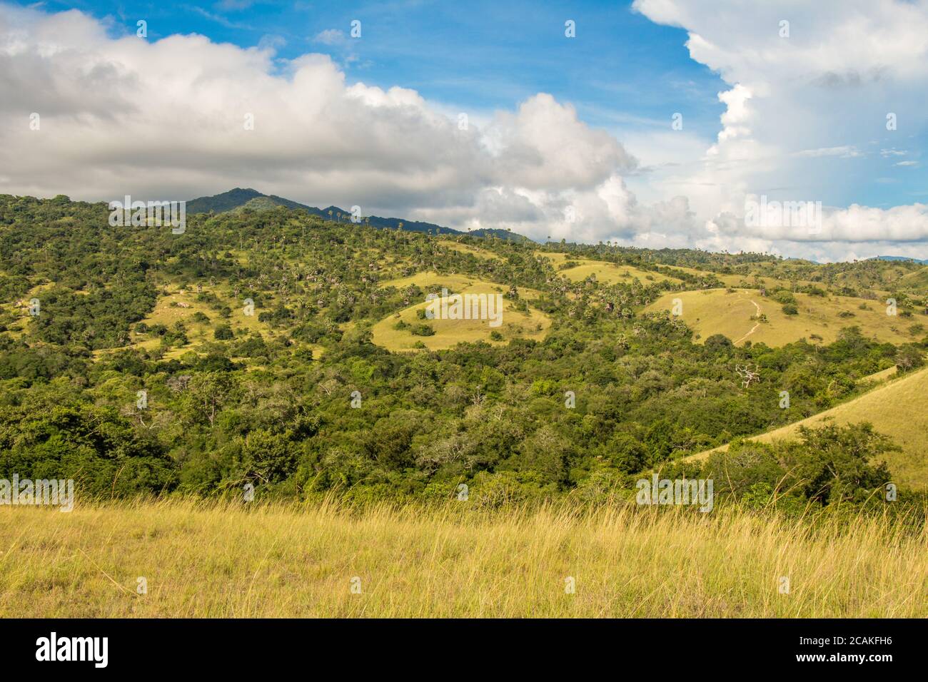 The landscape of grassland and shrubs, on Rinca Island in Komodo National Park in Flores, Indonesia Stock Photo