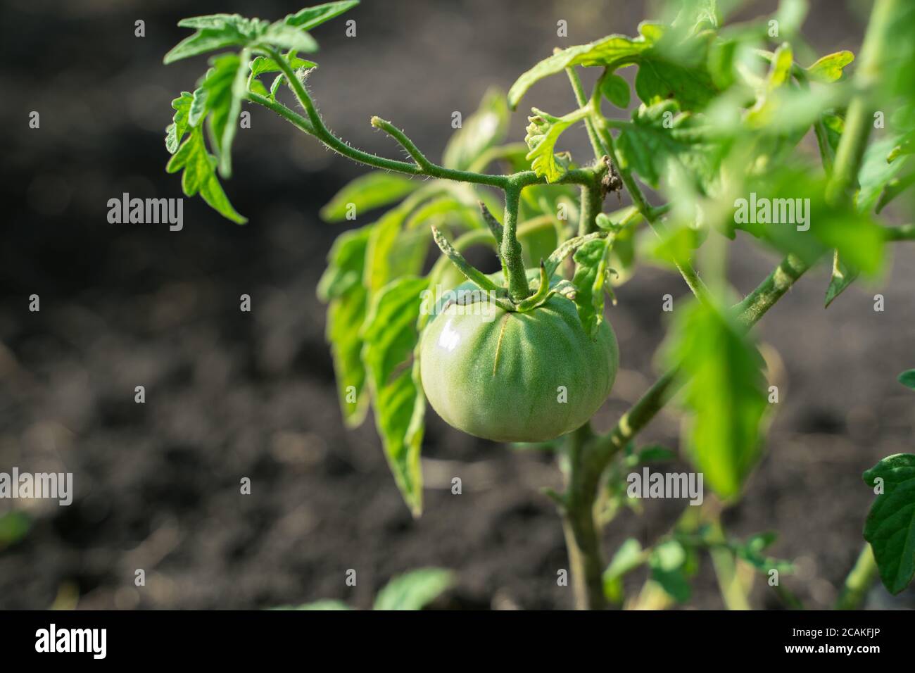 Growing tomatoes in the garden in the open air, tomato bushes with green tomatoes on the branches. Stock Photo