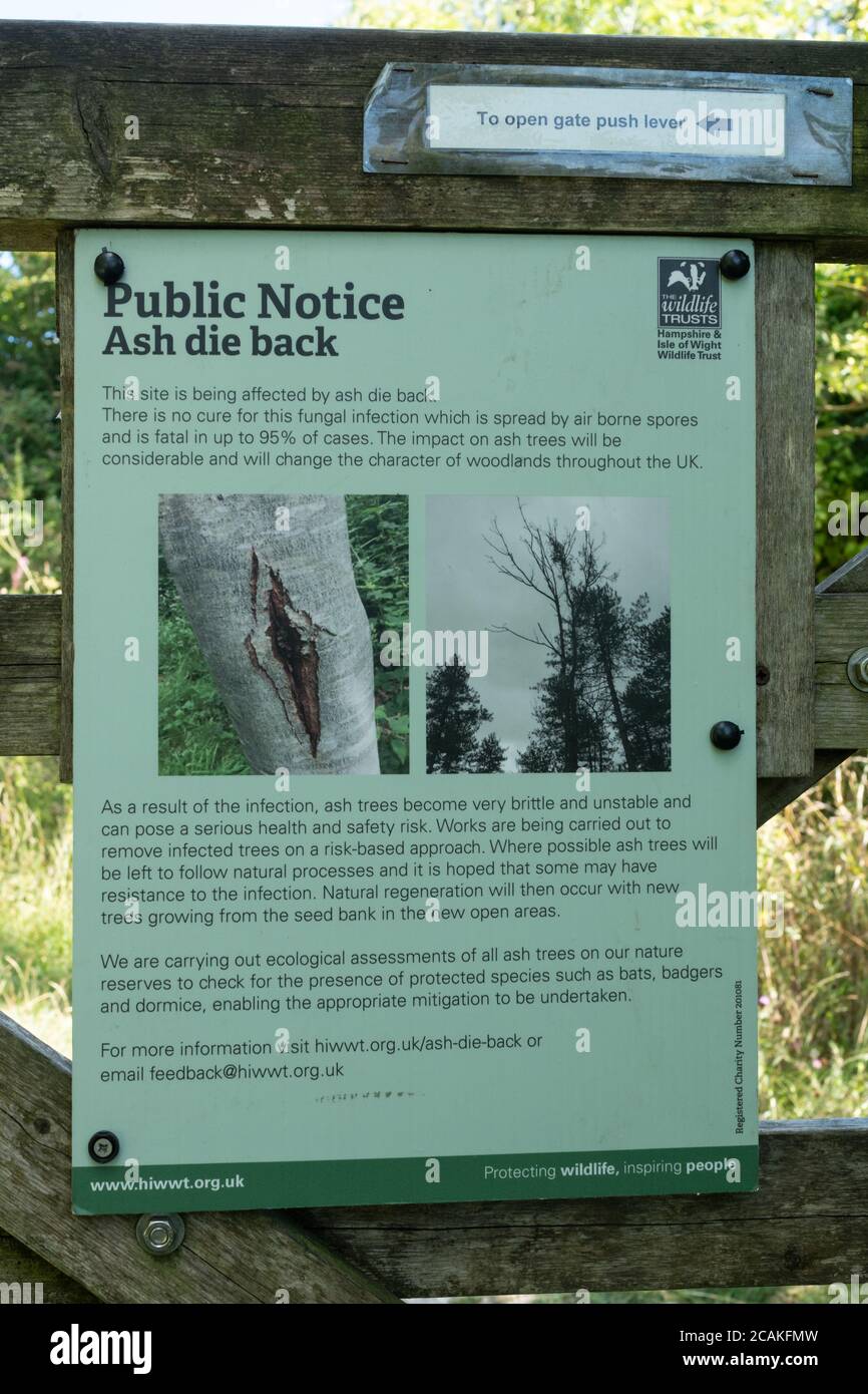 Public notice about the tree disease, ash dieback, on a Hampshire nature reserve, UK Stock Photo