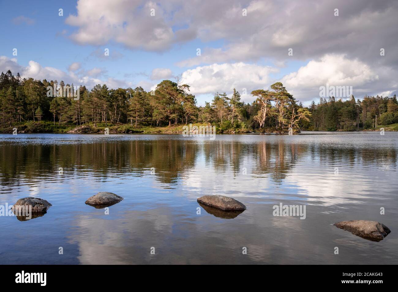 Tarn Hows lake in the Lake District, England Stock Photo