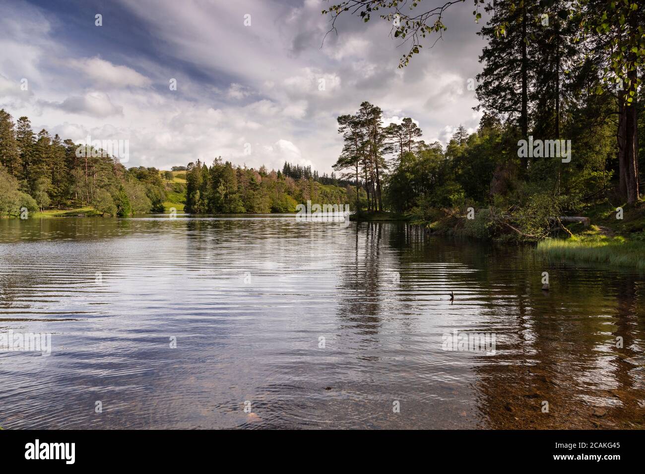 Tarn Hows lake in the Lake District, England Stock Photo