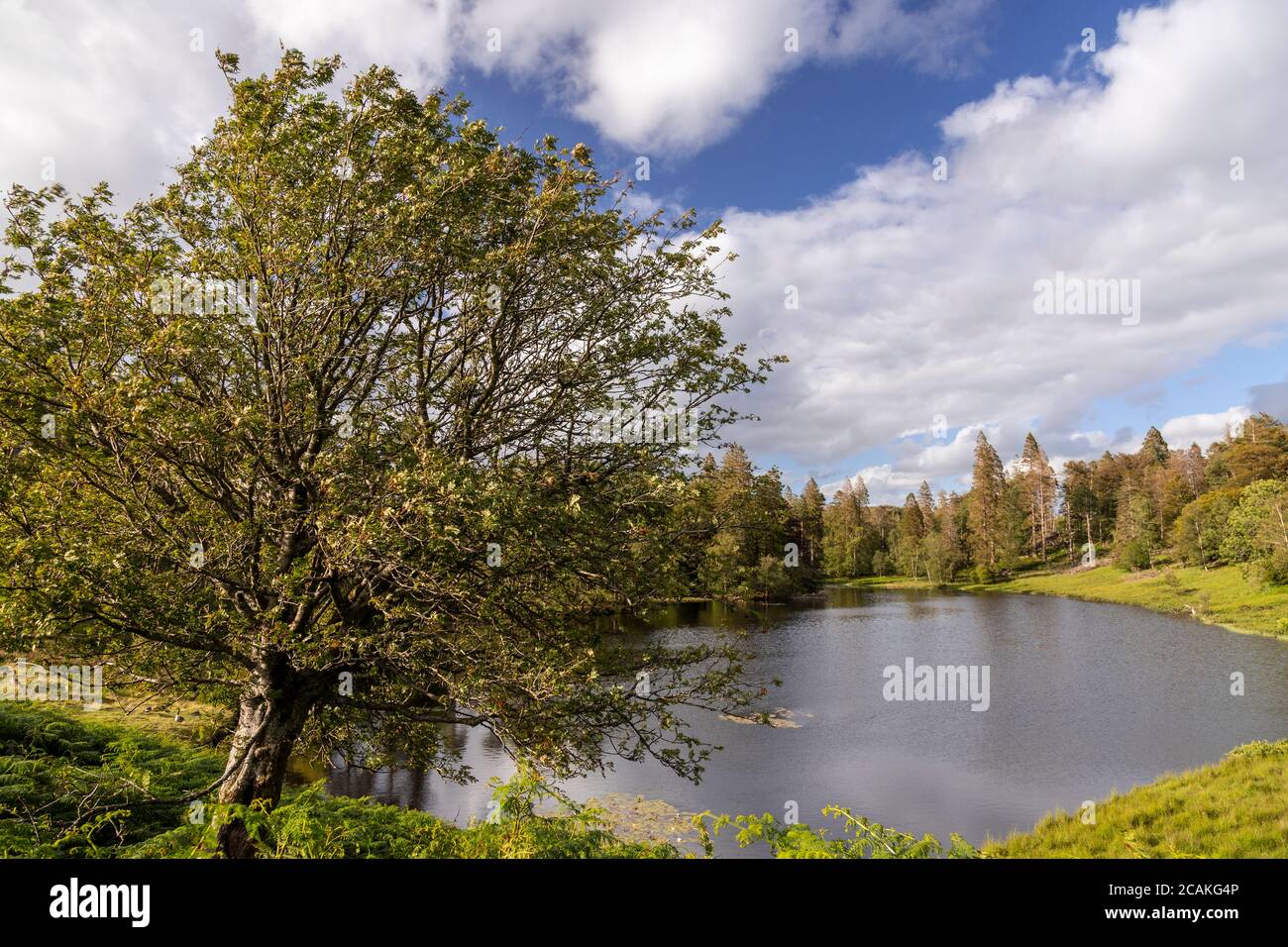 Tarn Hows lake in the Lake District, England Stock Photo