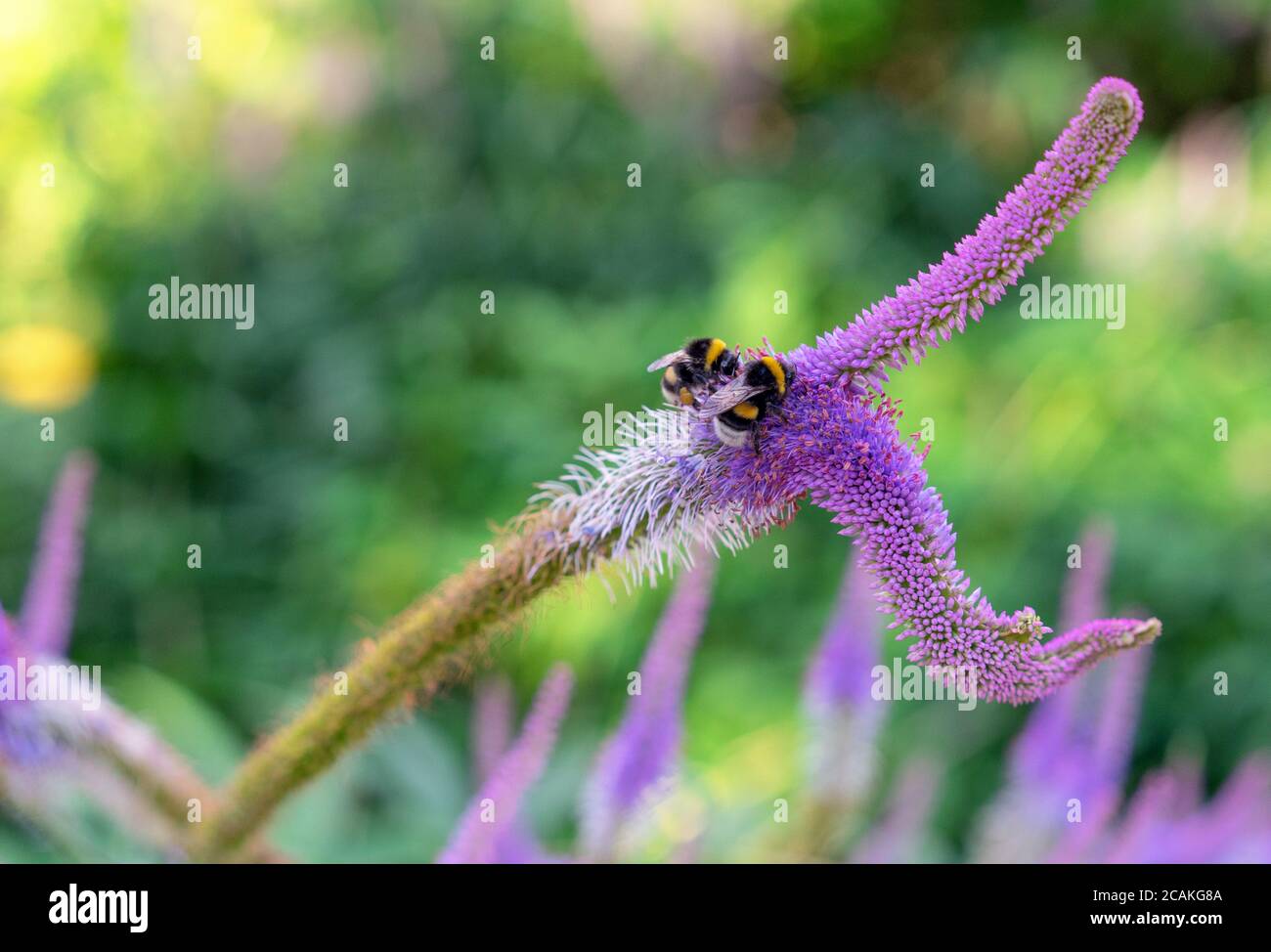 Two bees collecting pollen on a purple veronicastrum vergini?um flower. Stock Photo