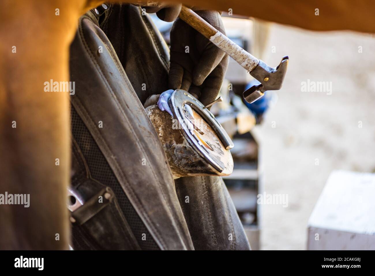 Horse farrier at work trims and shapes a horse's hooves and hammering