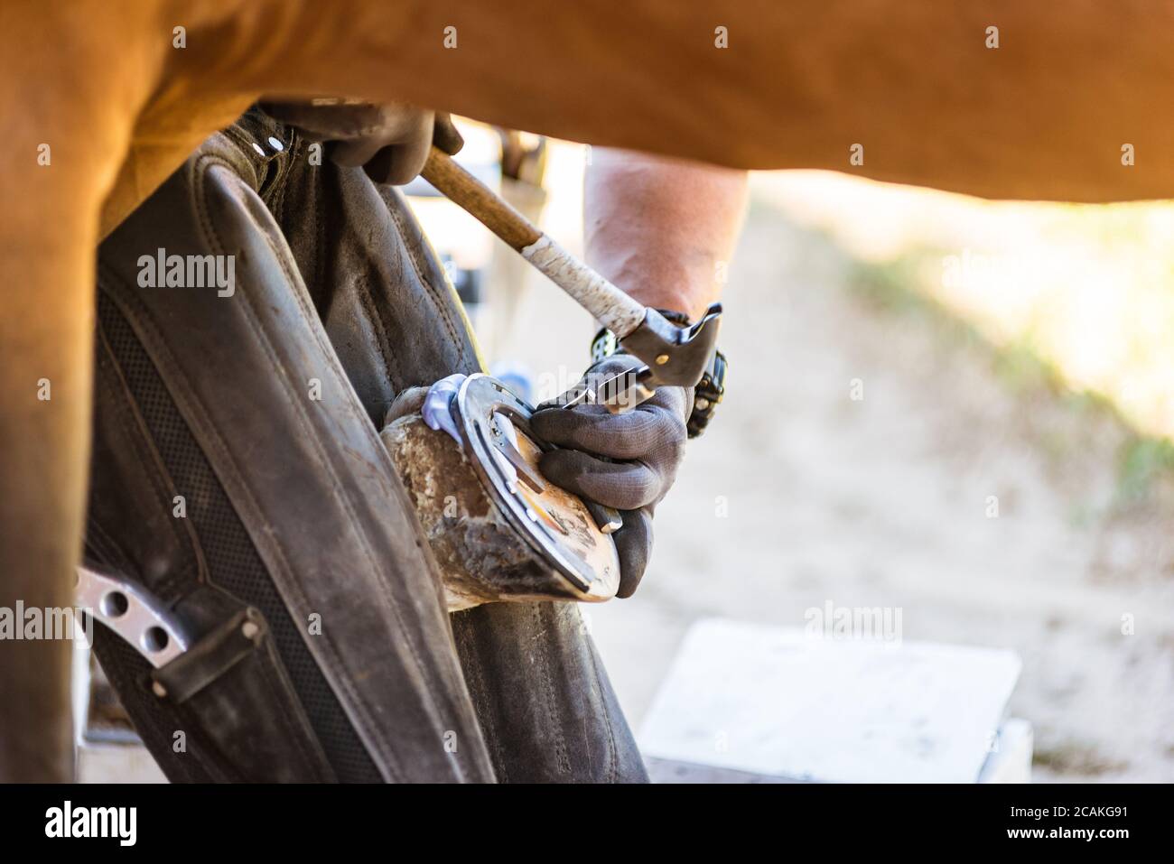 Horse farrier at work trims and shapes a horse's hooves and hammering