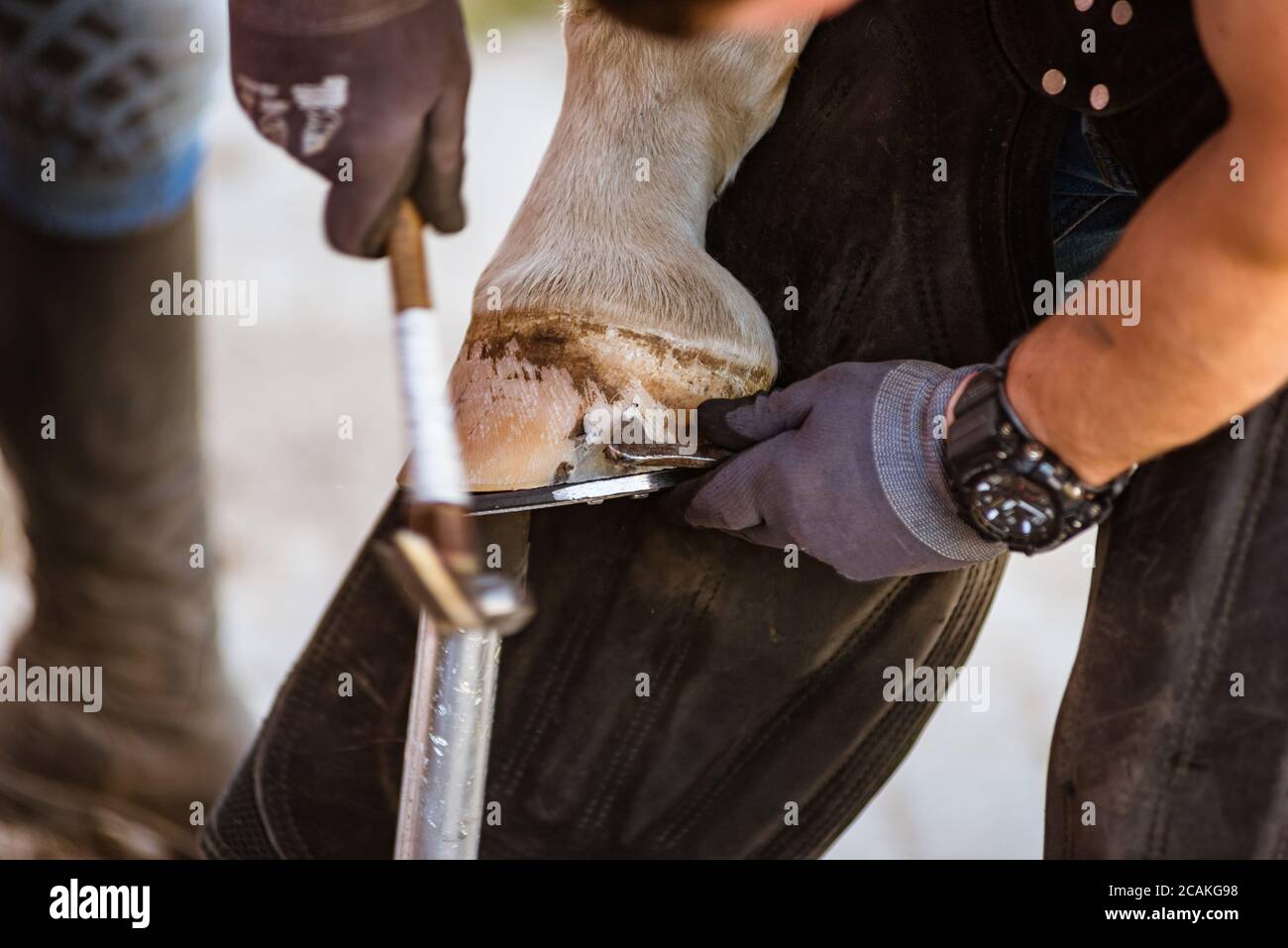 Horse farrier at work trims and shapes a horse's hooves and hammering