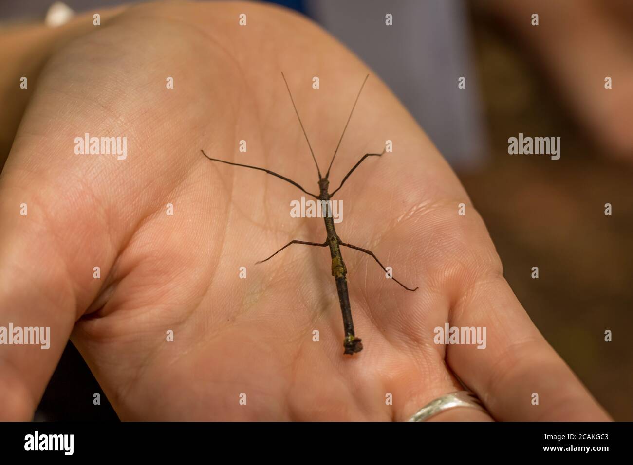 A small stick insect in a persons hand from a rainforest, Malaysia Stock Photo