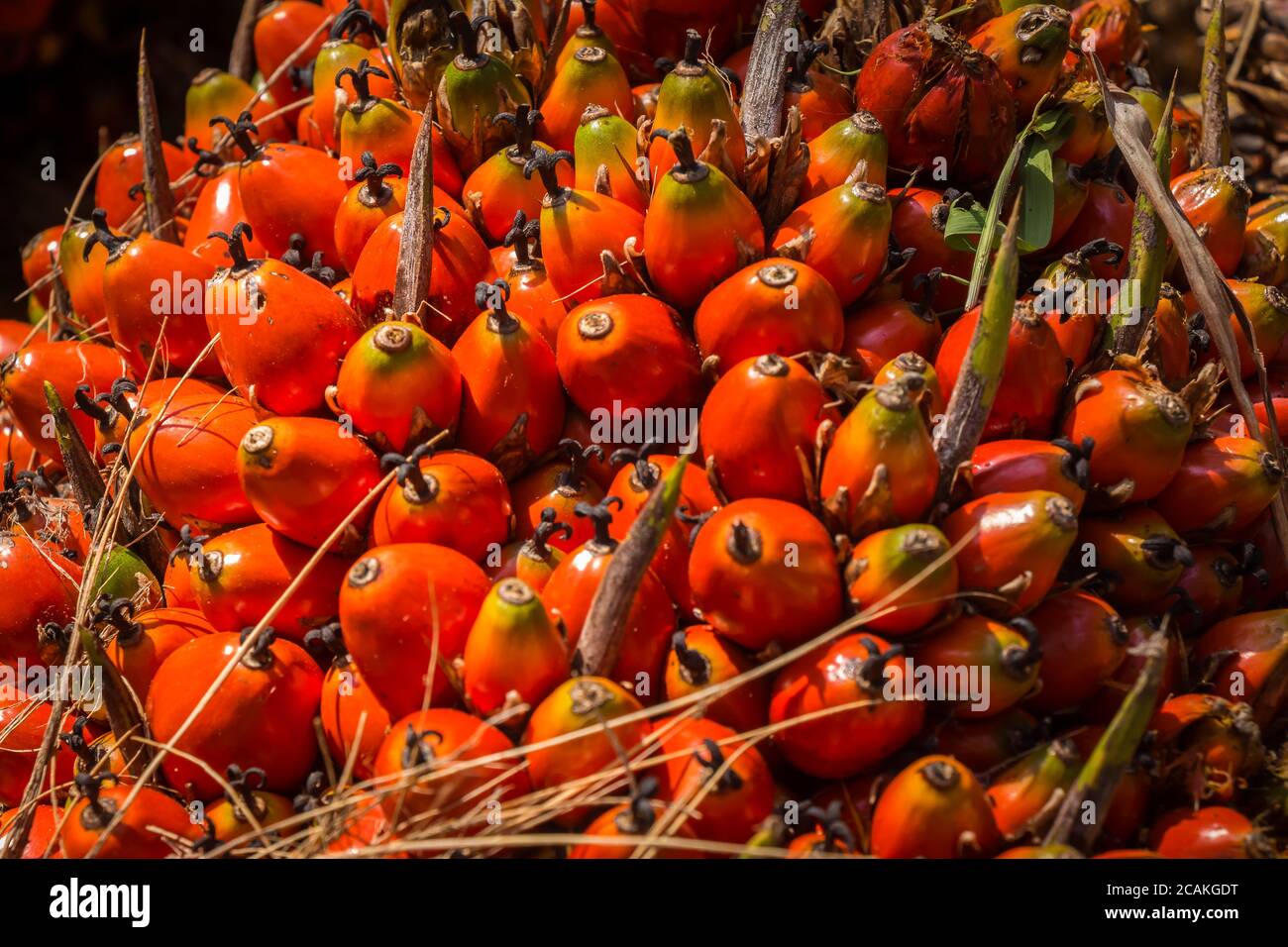 A bunch of palm oil fruit fresh fruit bunch (FFB) ready to be