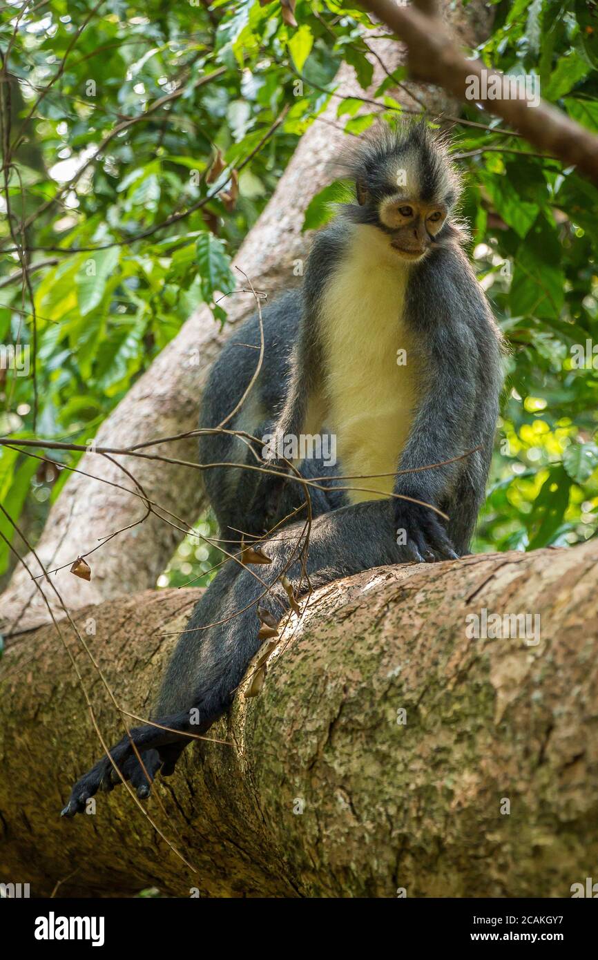 Bukit lawang north sumatra indonesia hi-res stock photography and ...