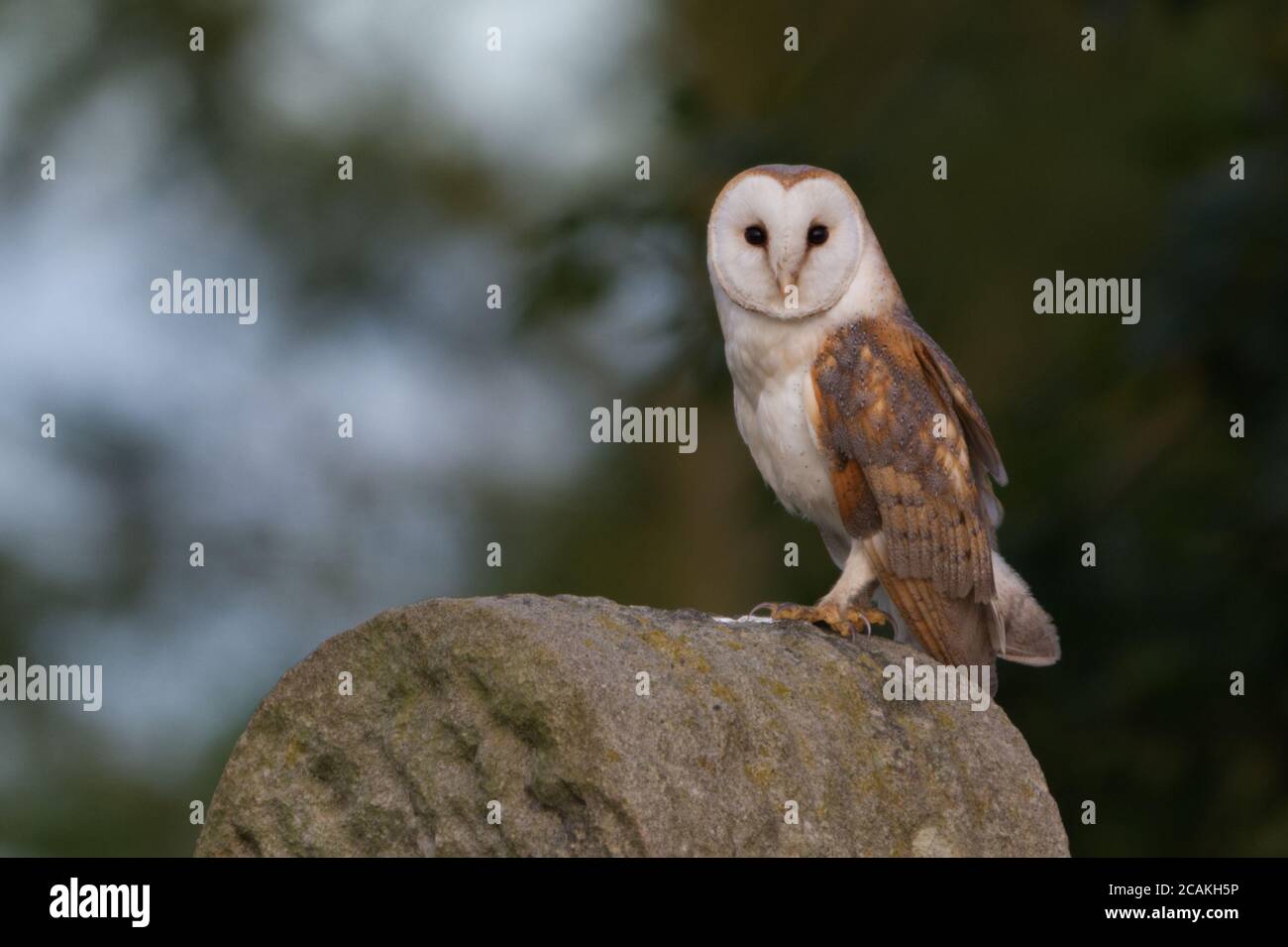 Adult wild barn owl  stood on stone post looking forward. Landscape mode, wooded background.no rings. Stock Photo