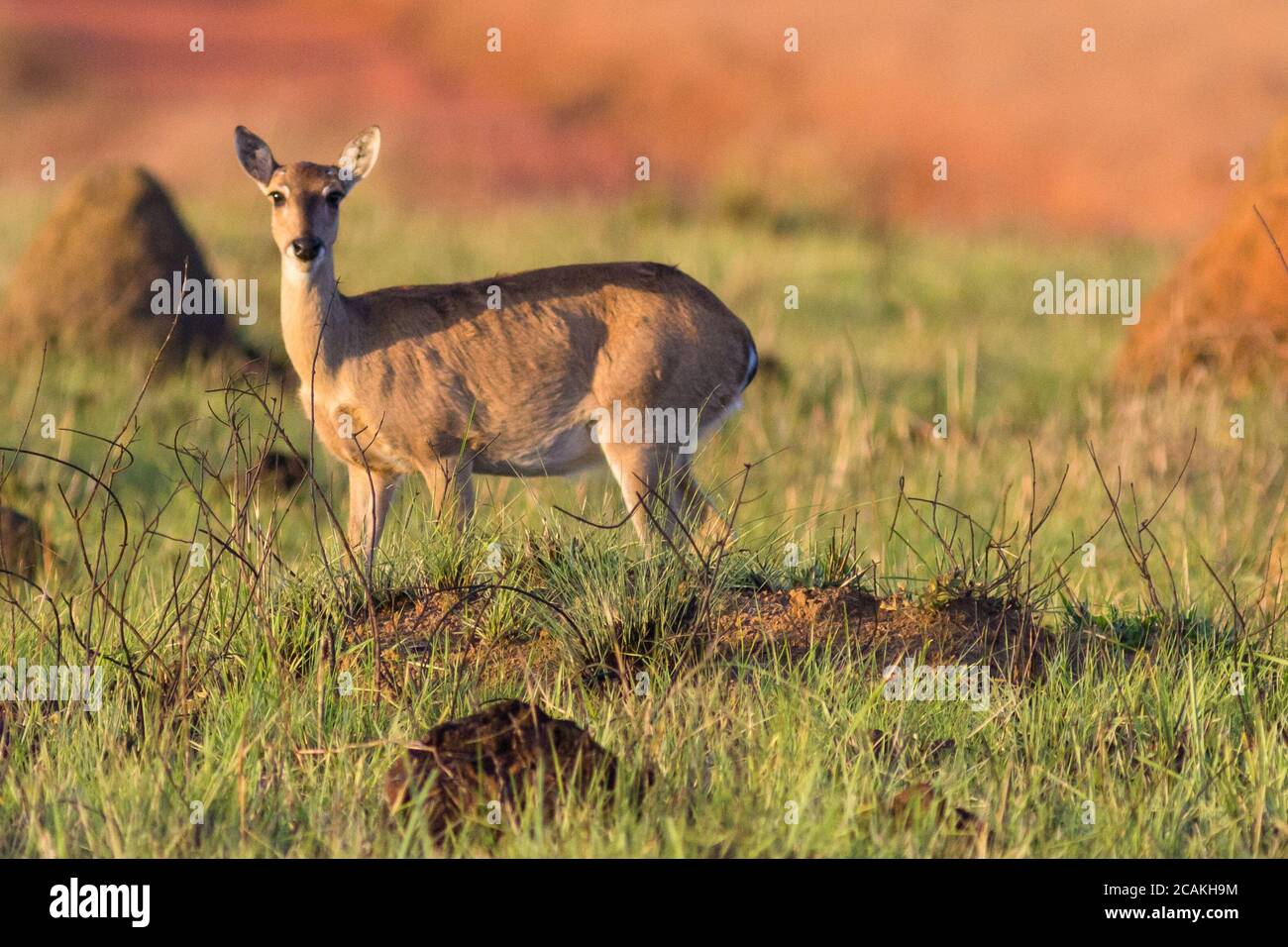 Female pampas deer in the cerrado biome of Minas Gerais - Brazil Stock Photo