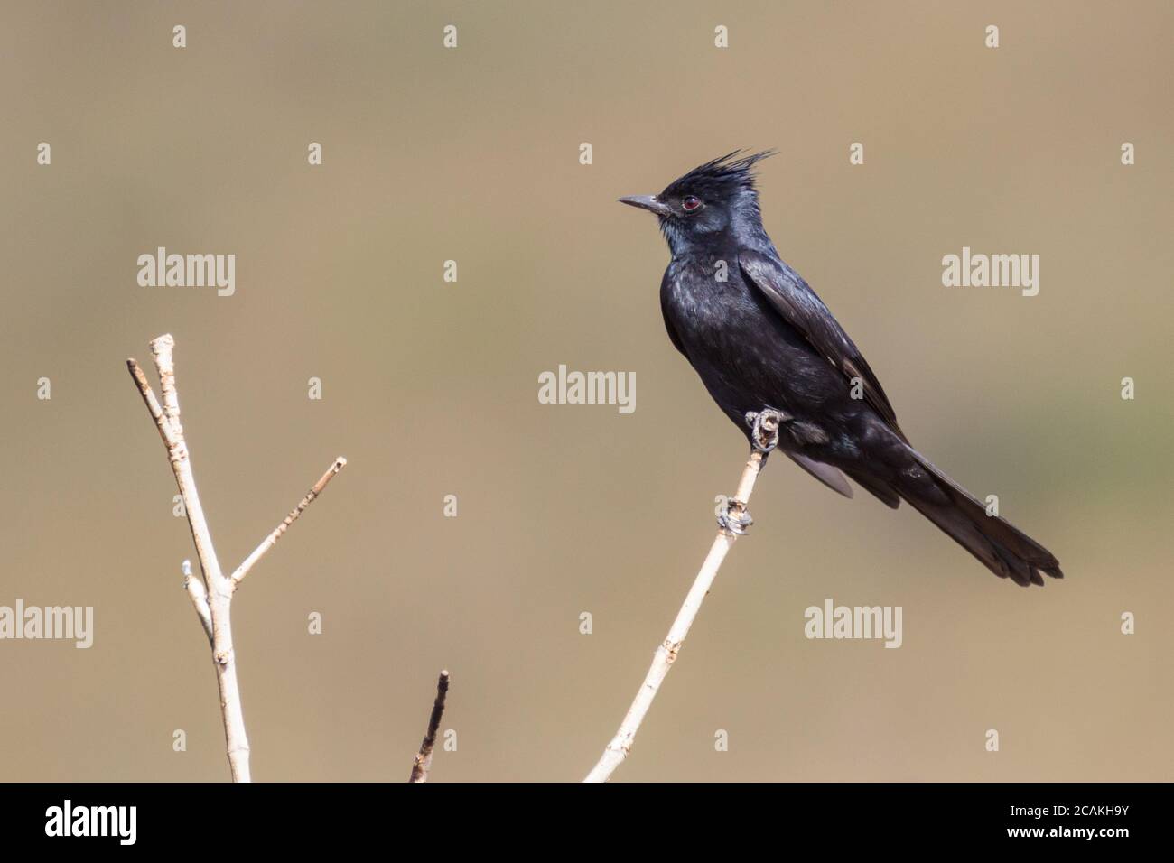 Crested Black-Tyrant (Knipolegus lophotes) resting on branch Stock Photo