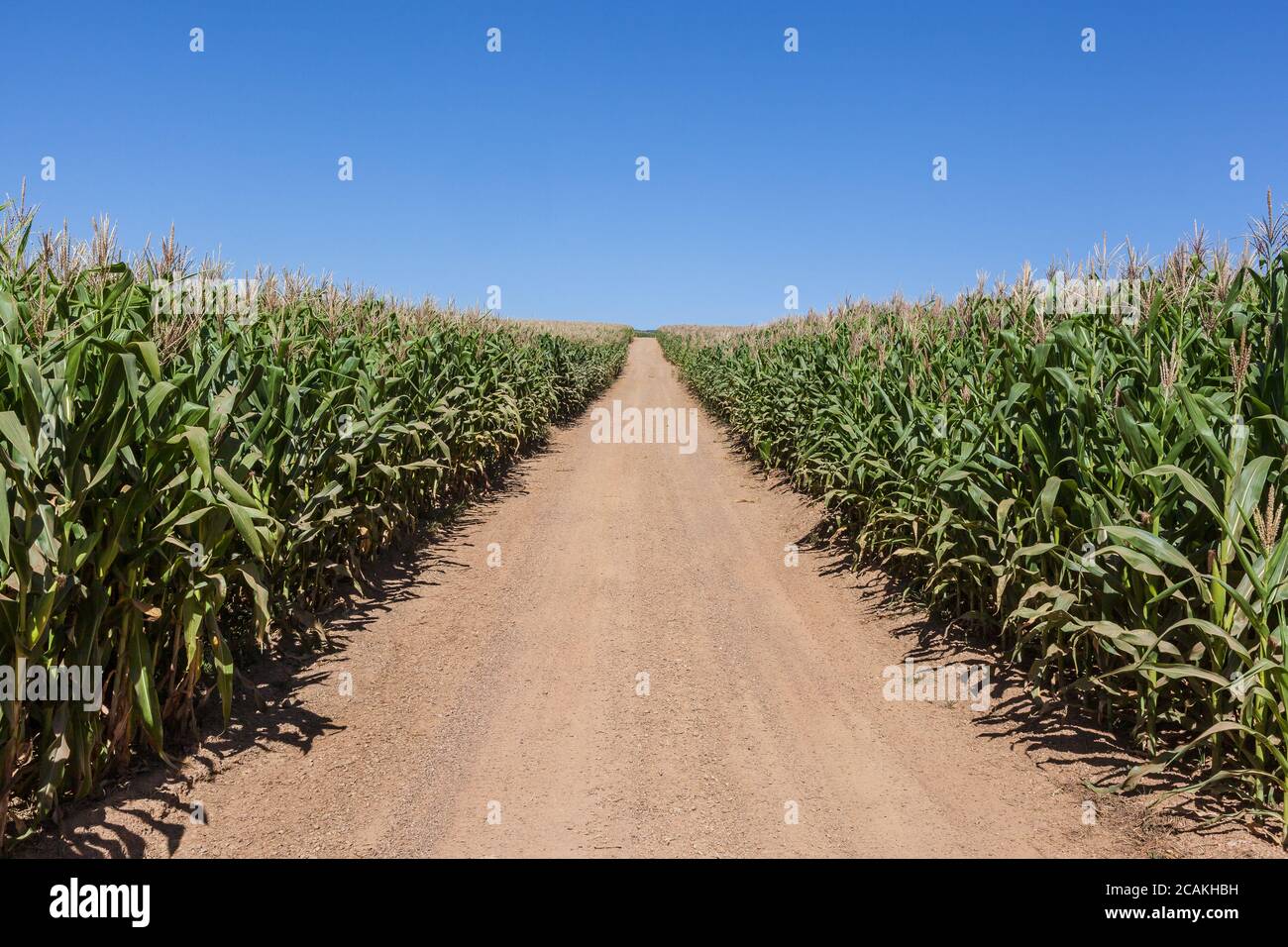 Road and corn plantation at Minas GErais - Brazil Stock Photo
