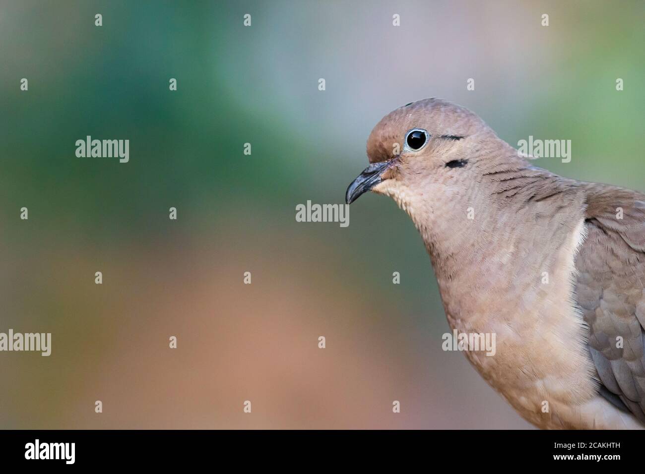Eared Dove (Zenaida auriculata) - Pomba-de-bando Stock Photo