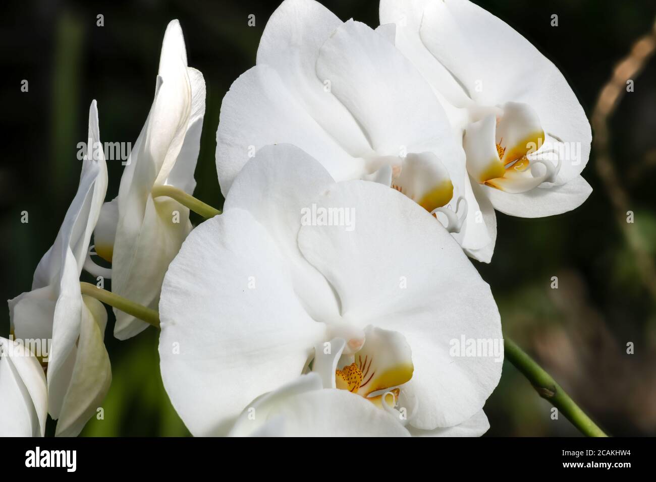 Orchid Flowers (Phalaenopsis taida 'Pinlong') Stock Photo