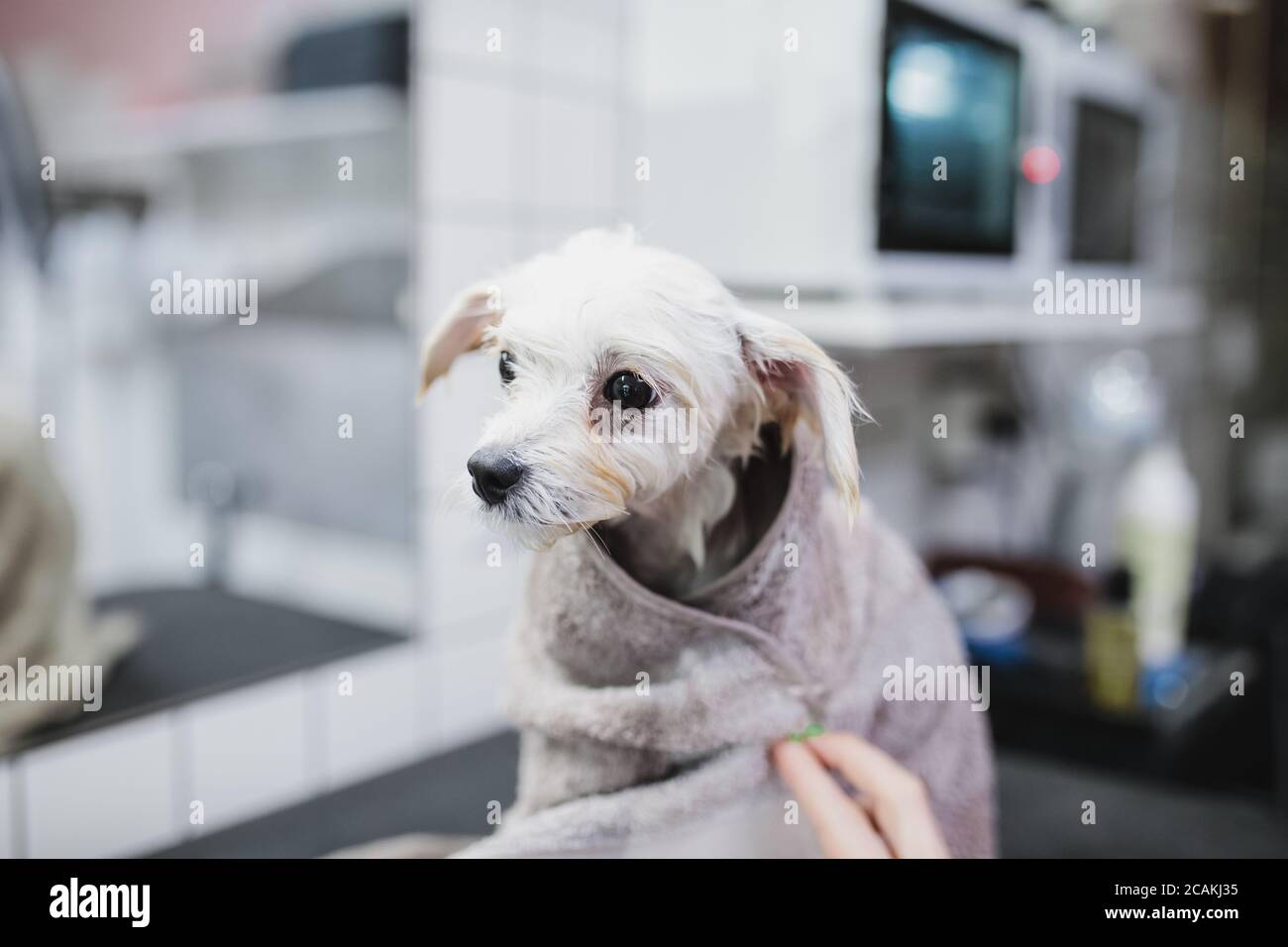 Grooming and bathing dogs. Caring for little friends Stock Photo Alamy
