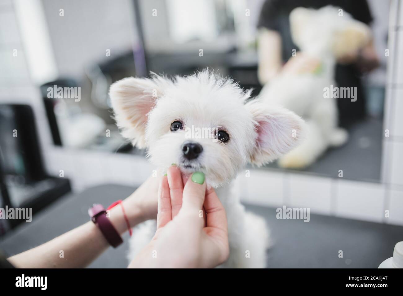 Grooming and bathing dogs. Caring for little friends Stock Photo Alamy