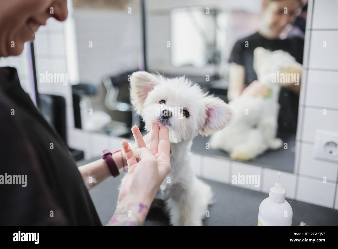 Grooming and bathing dogs. Caring for little friends Stock Photo Alamy