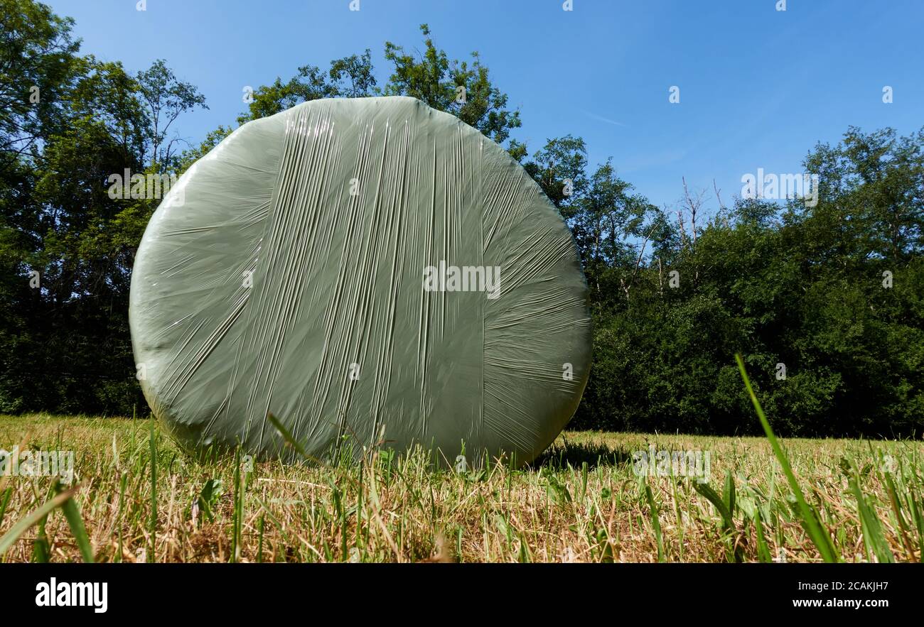 Hay as round bales in plastic foil, short meadow and green tree line, blue sky. Germany, Swabian Alb. Stock Photo