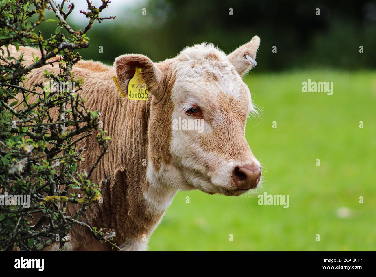 calf by bush Stock Photo