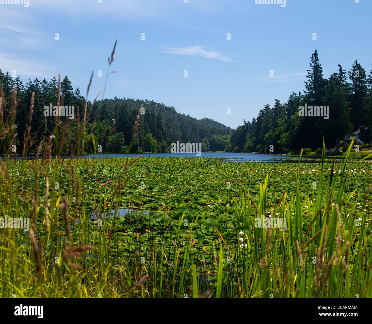 Magic Lake, North Pender Island, British Columbia, Canada Stock Photo