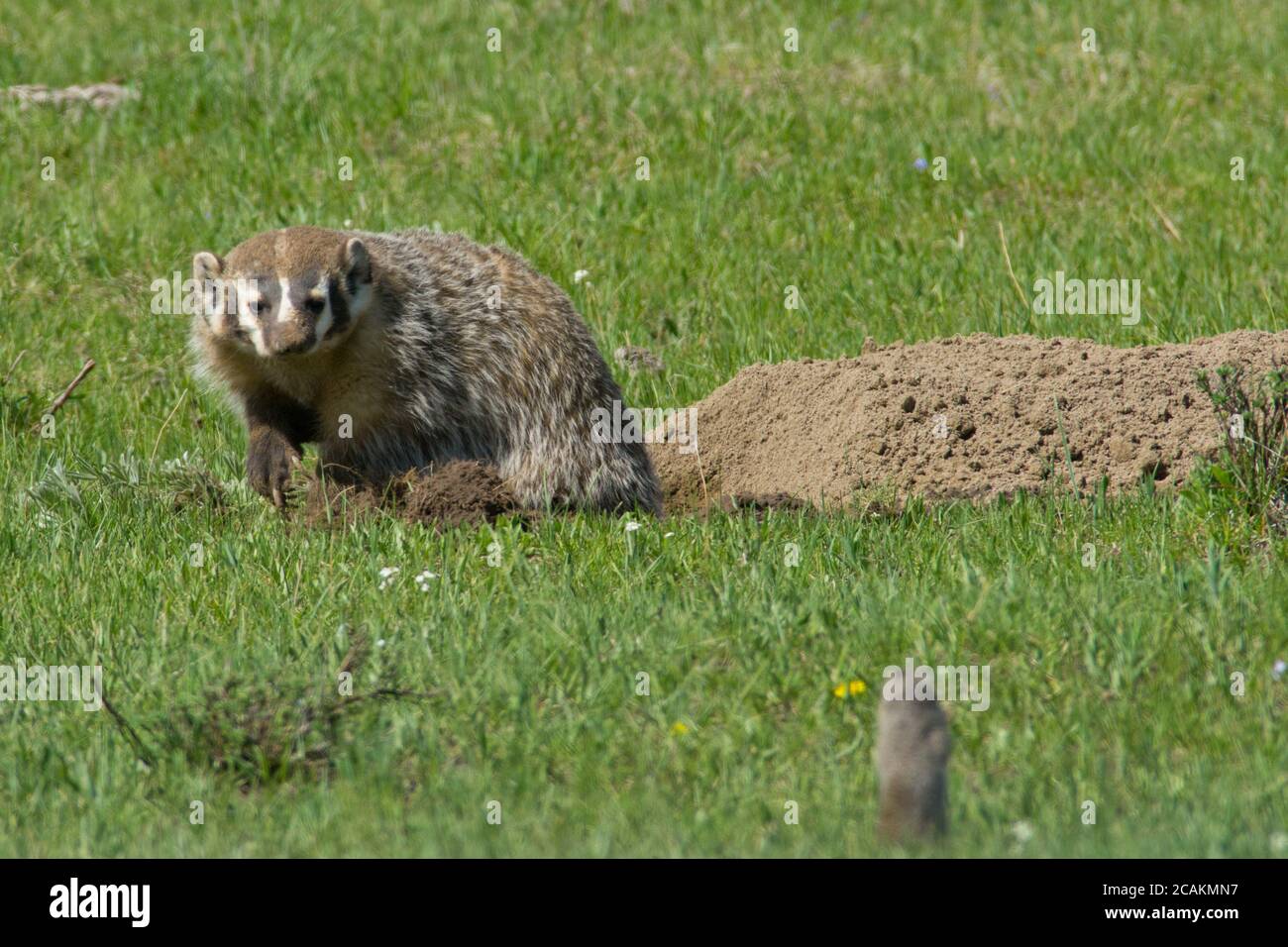 badger and squirrel Stock Photo Alamy