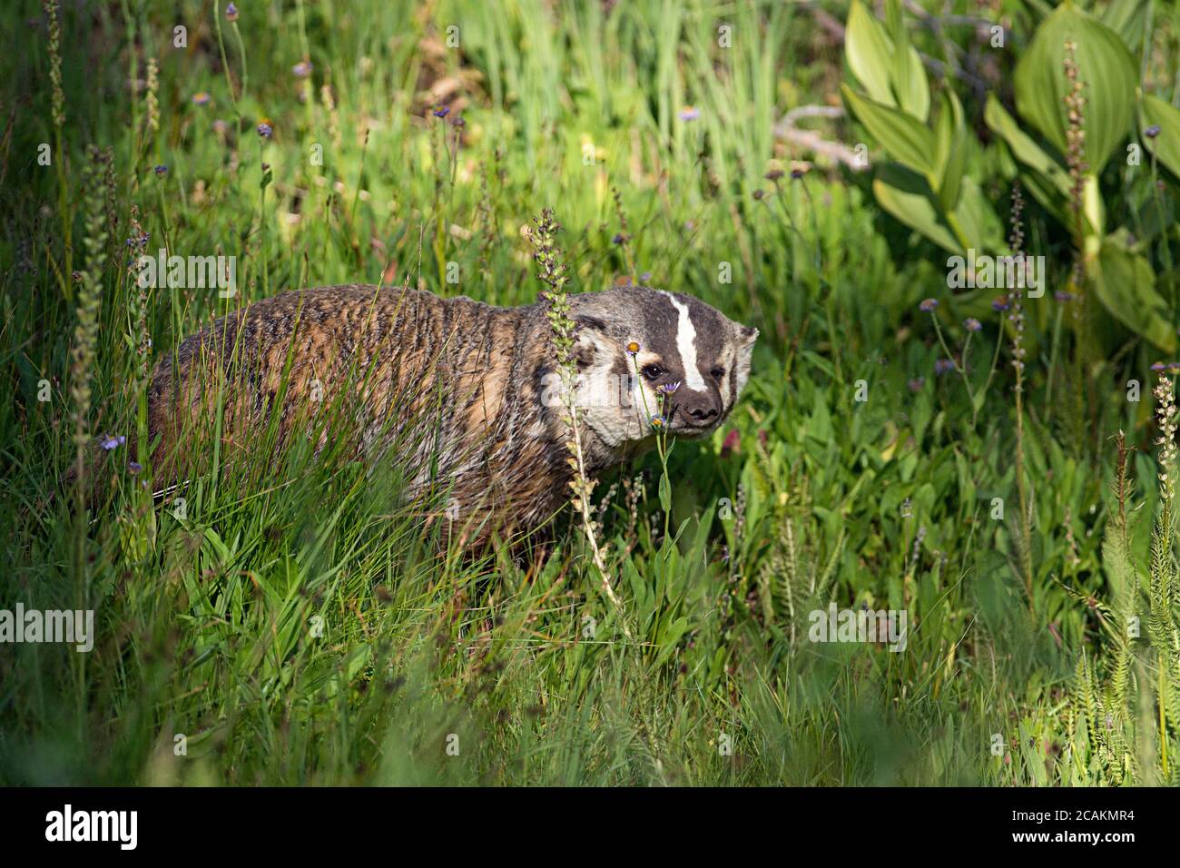 badger in grass Stock Photo Alamy