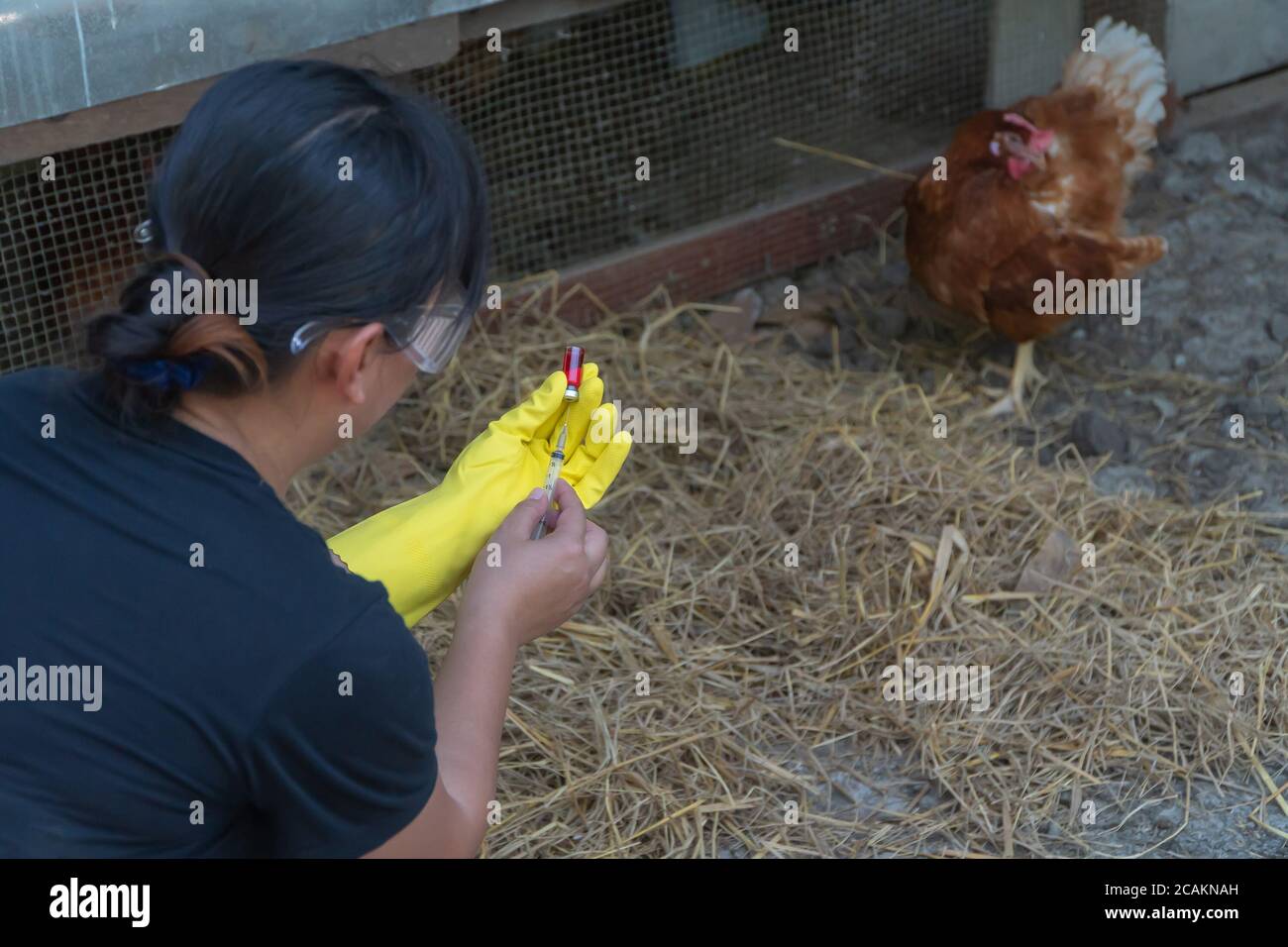 Women farmers sitting beside chicken farms and holding an injection ...